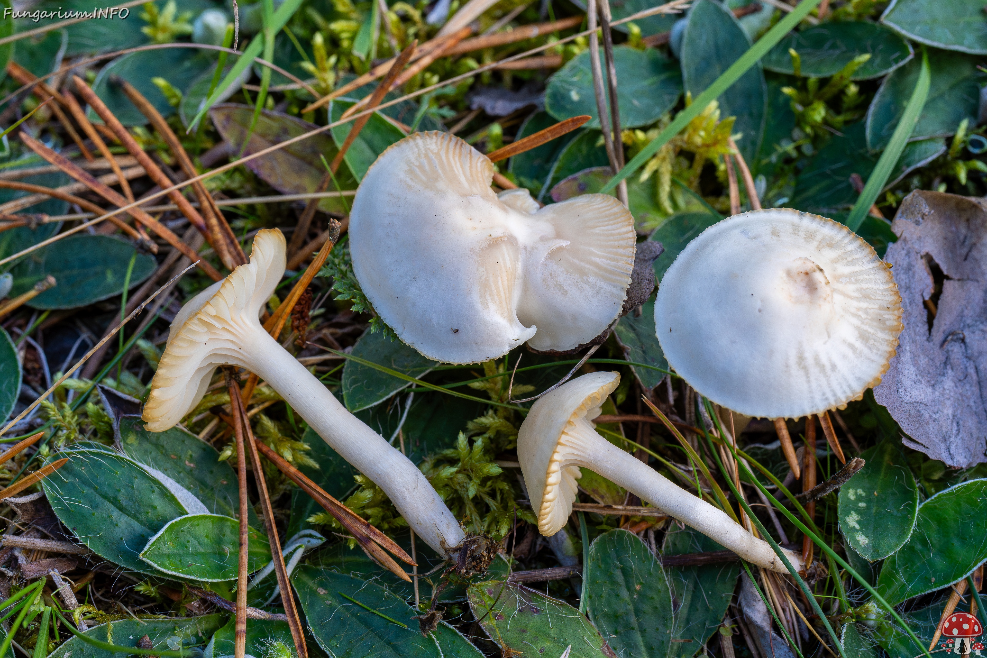 Cuphophyllus virgineus _2025-09-28_1-21 