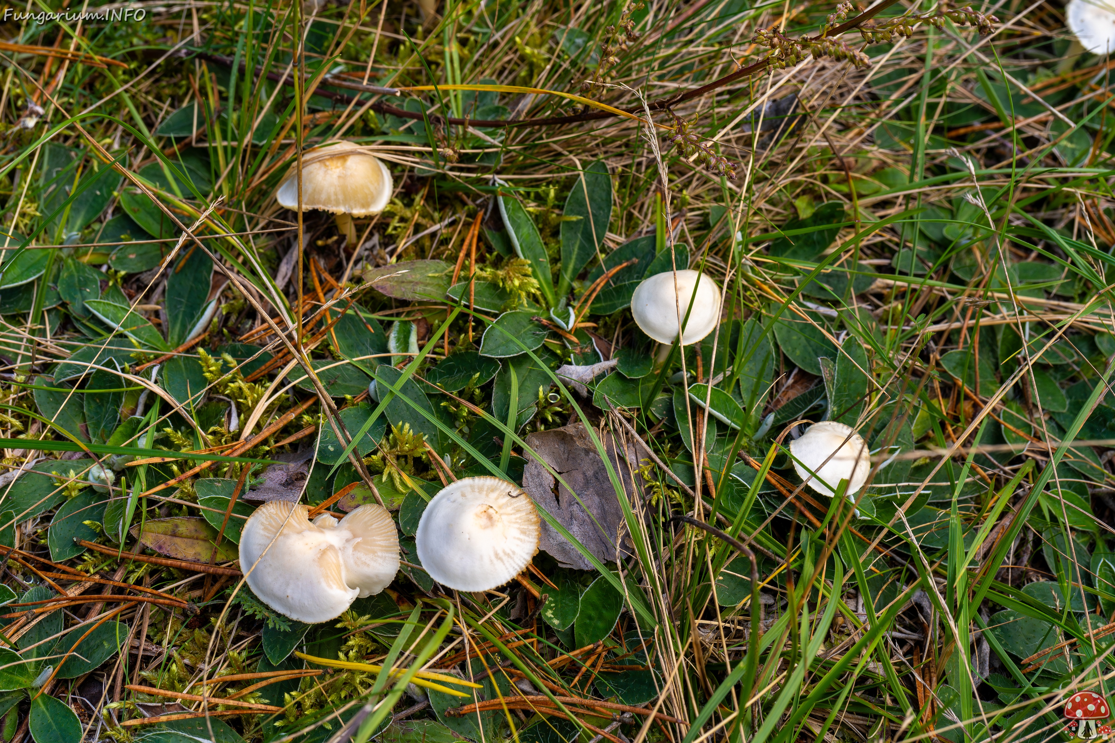 Cuphophyllus virgineus _2025-09-28_1-8 