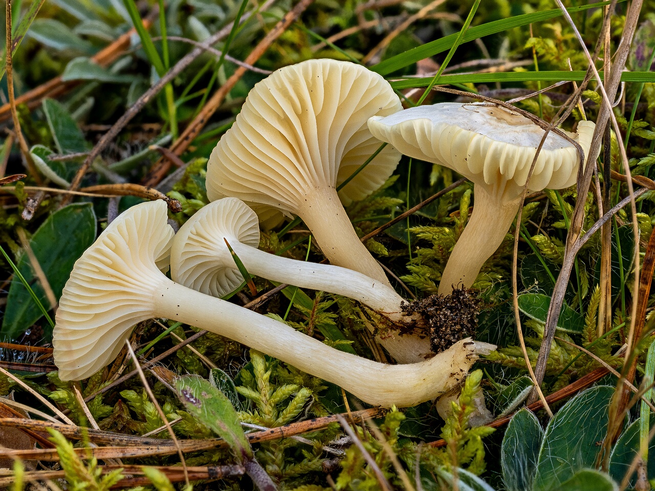 !Cuphophyllus virgineus _2026-09-22_3-1