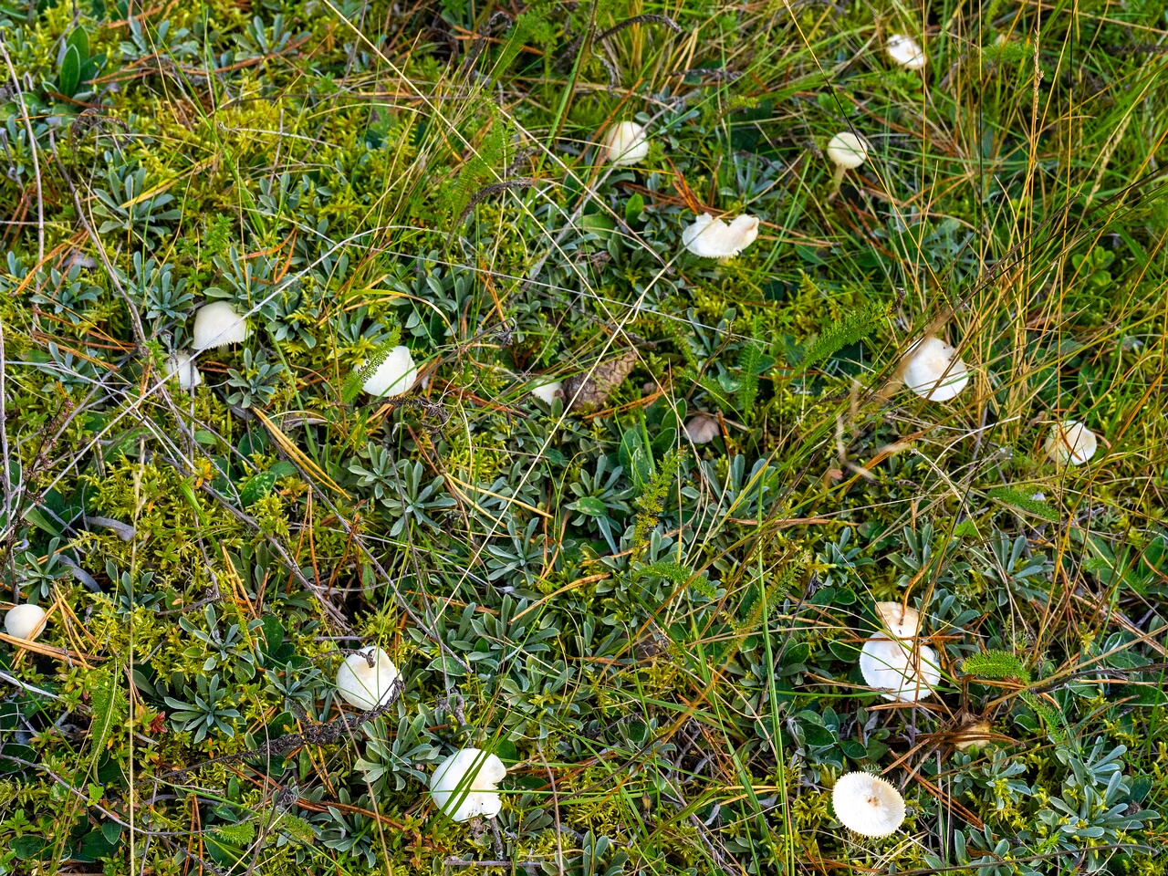 Cuphophyllus virgineus _2026-09-22_1-1
