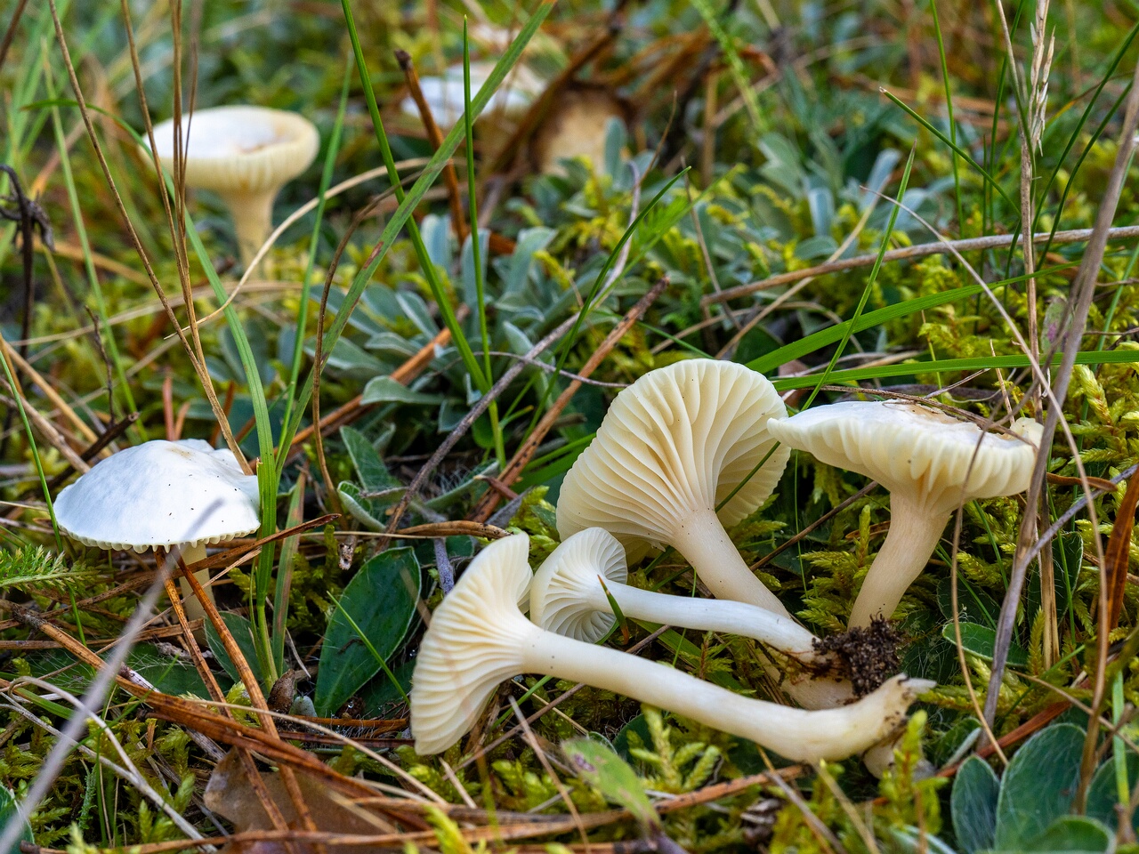 Cuphophyllus virgineus _2026-09-22_1-2