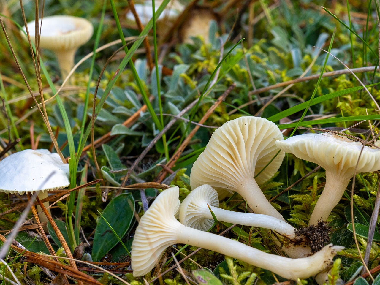 Cuphophyllus virgineus _2026-09-22_1-3