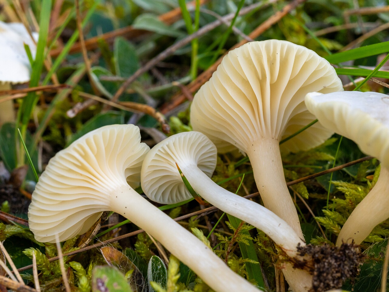 Cuphophyllus virgineus _2026-09-22_1-4