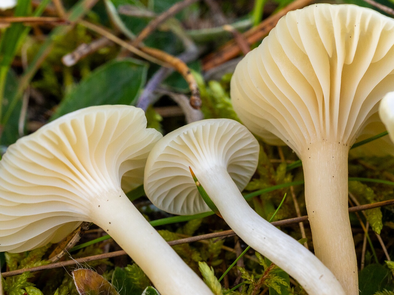 Cuphophyllus virgineus _2026-09-22_1-5