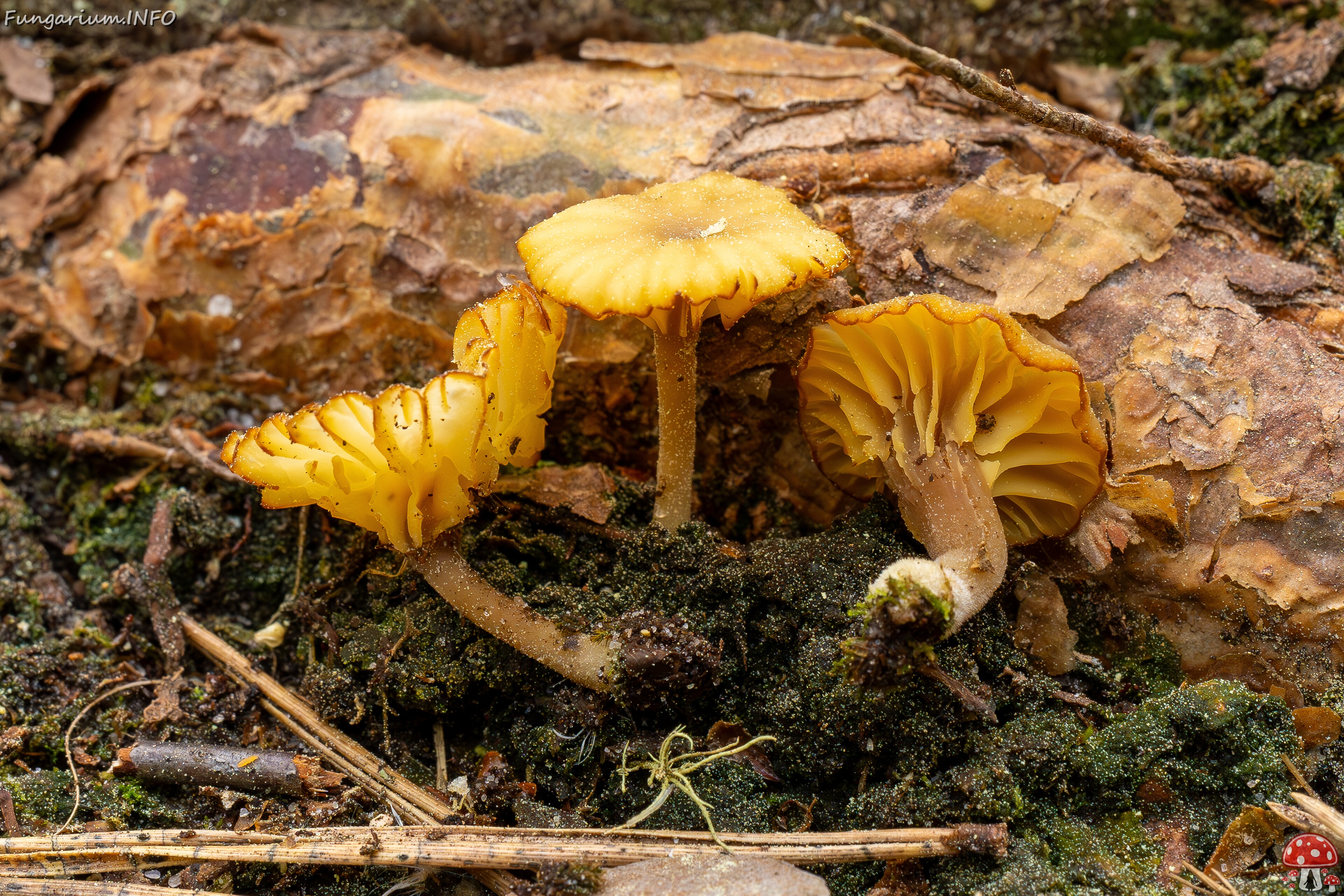 !Lichenomphalia umbellifera _2025-06-07_1-9 