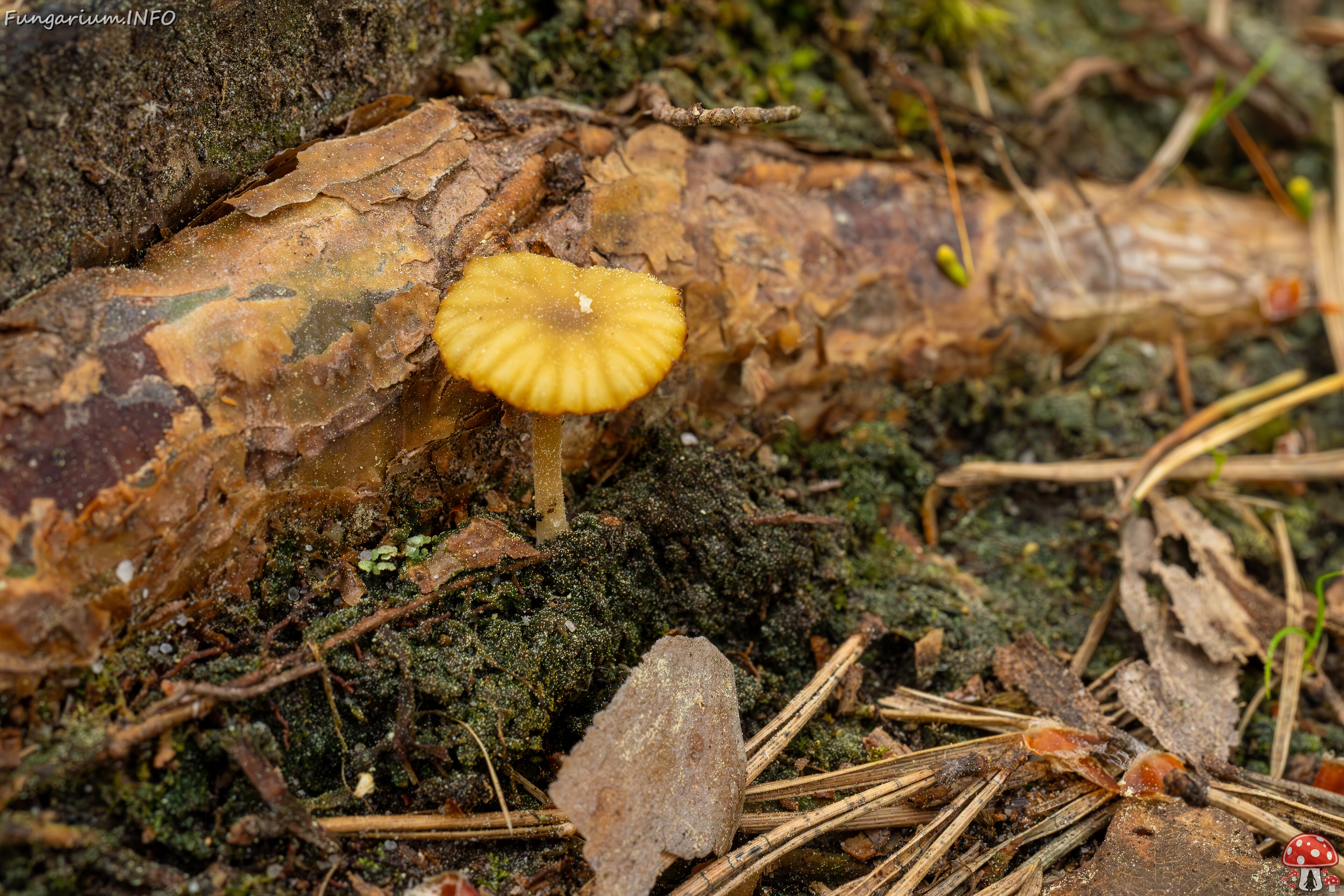 Lichenomphalia umbellifera _2025-06-07_1-1 