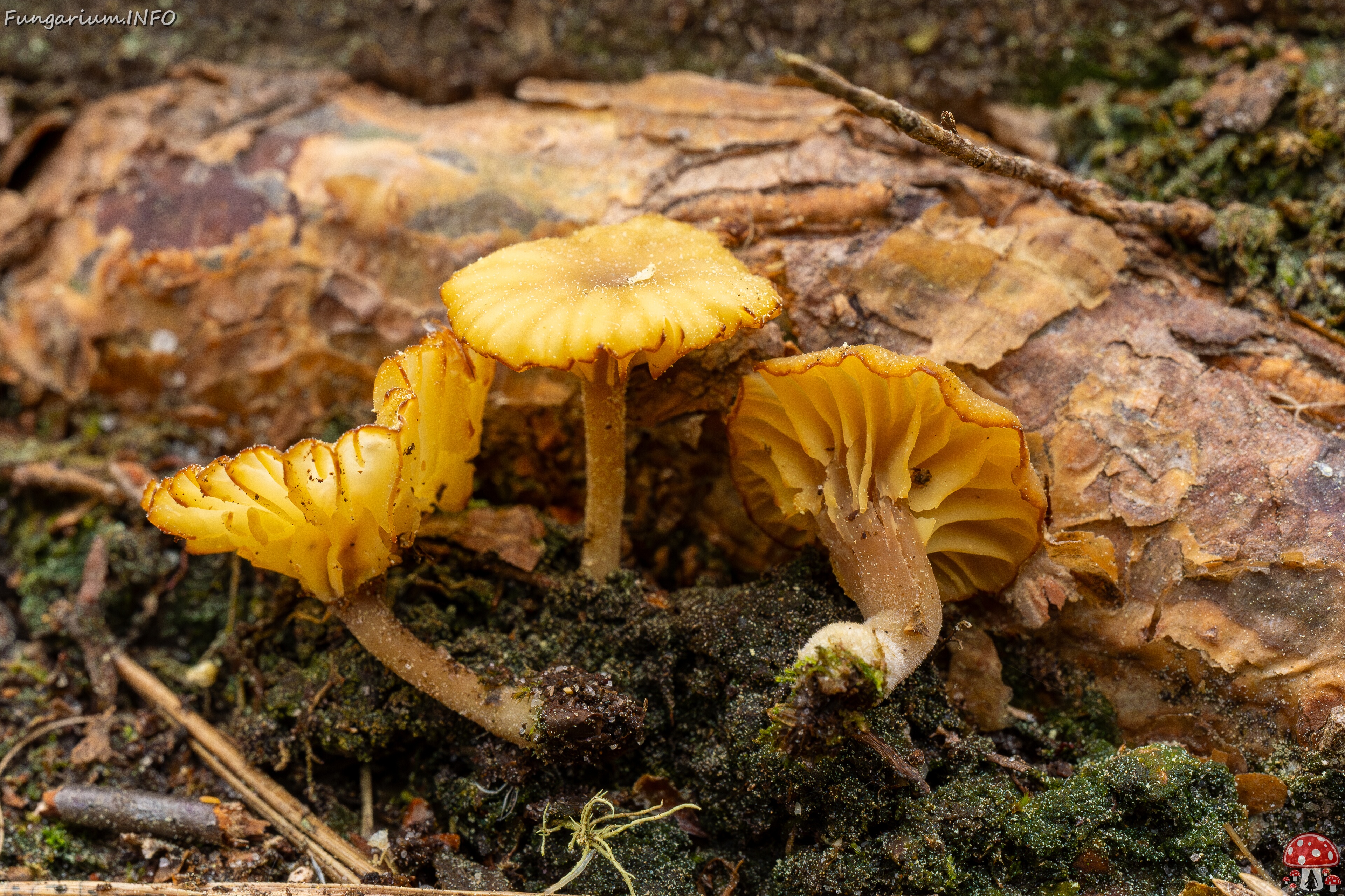 Lichenomphalia umbellifera _2025-06-07_1-12 