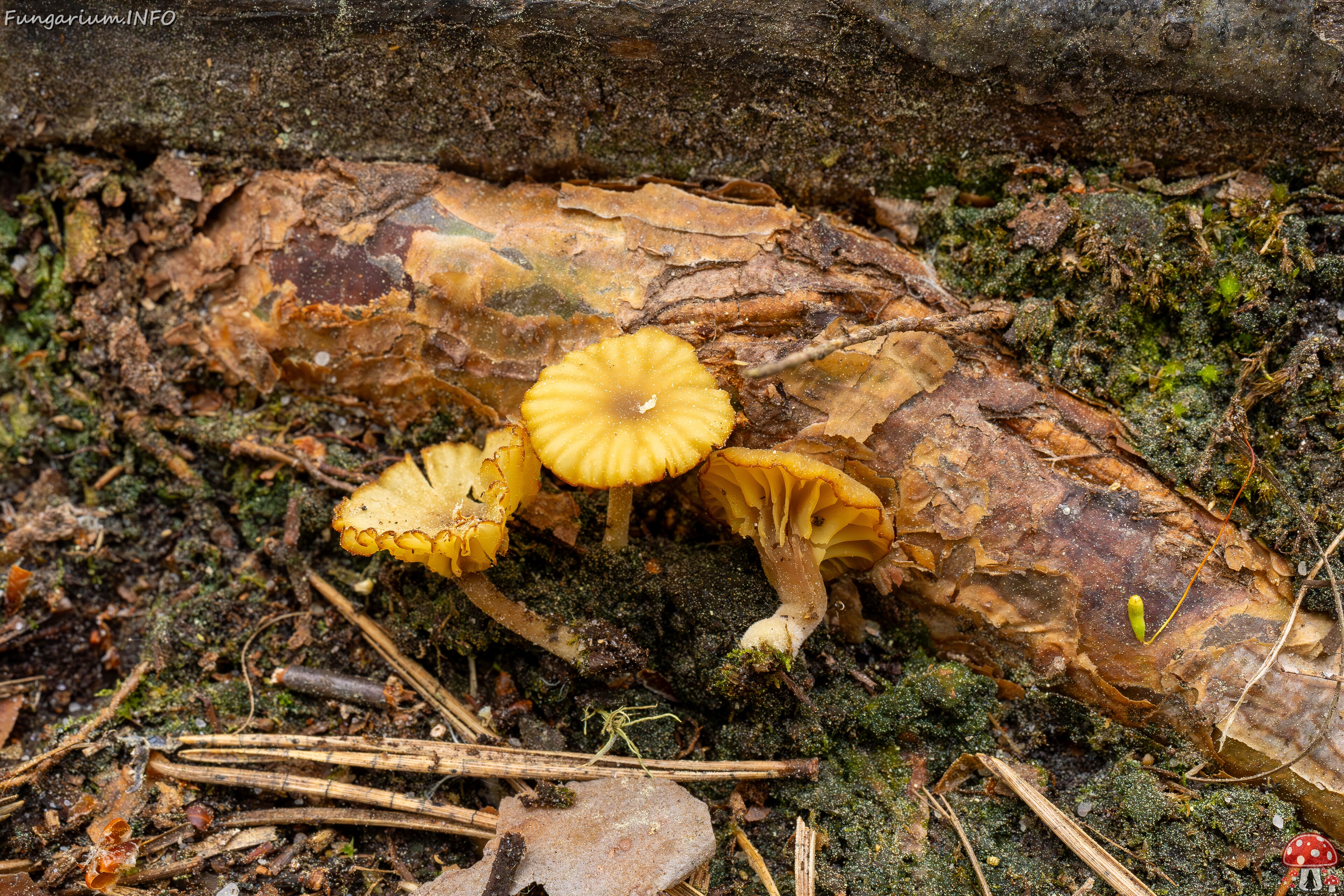Lichenomphalia umbellifera _2025-06-07_1-13 