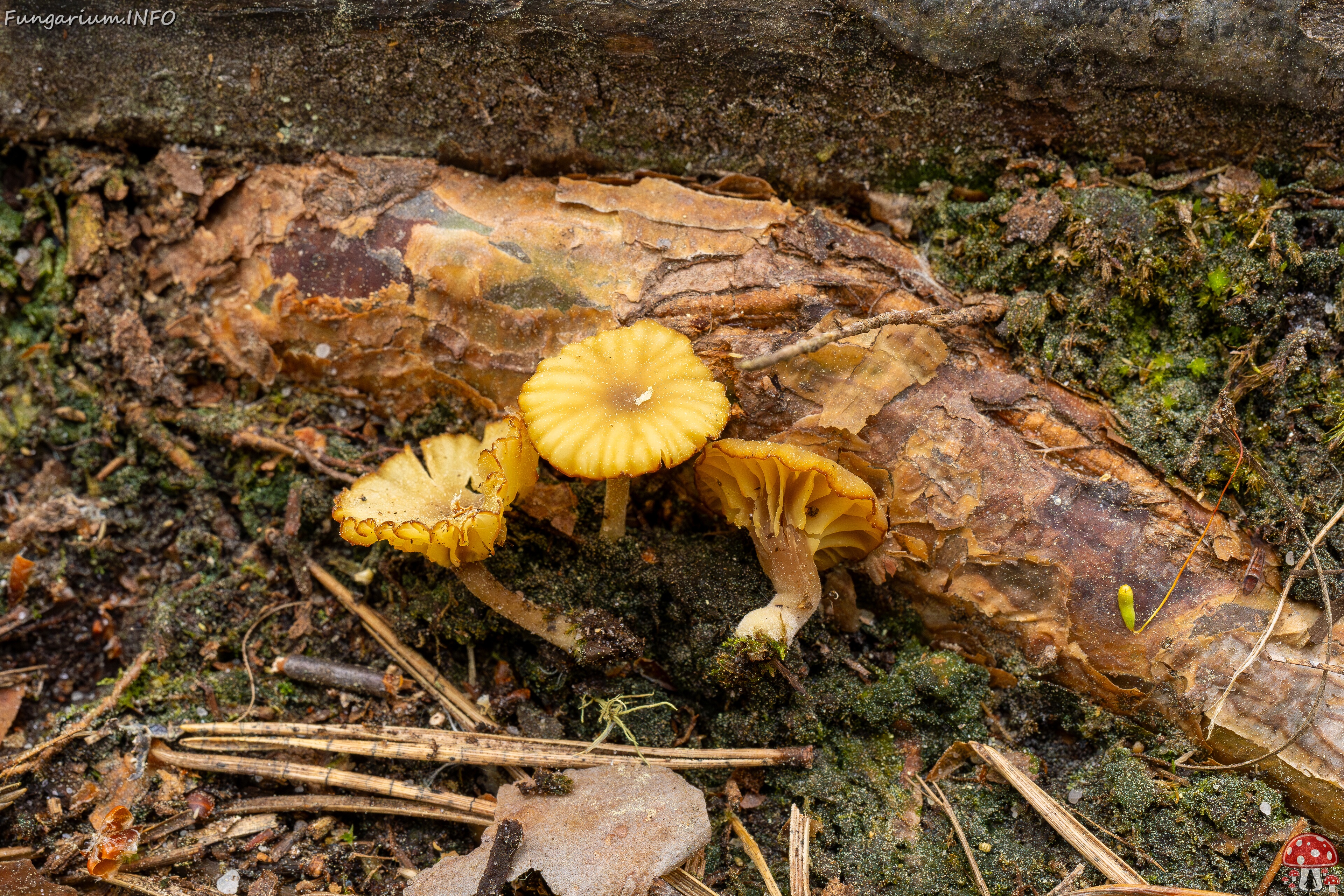 Lichenomphalia umbellifera _2025-06-07_1-14 