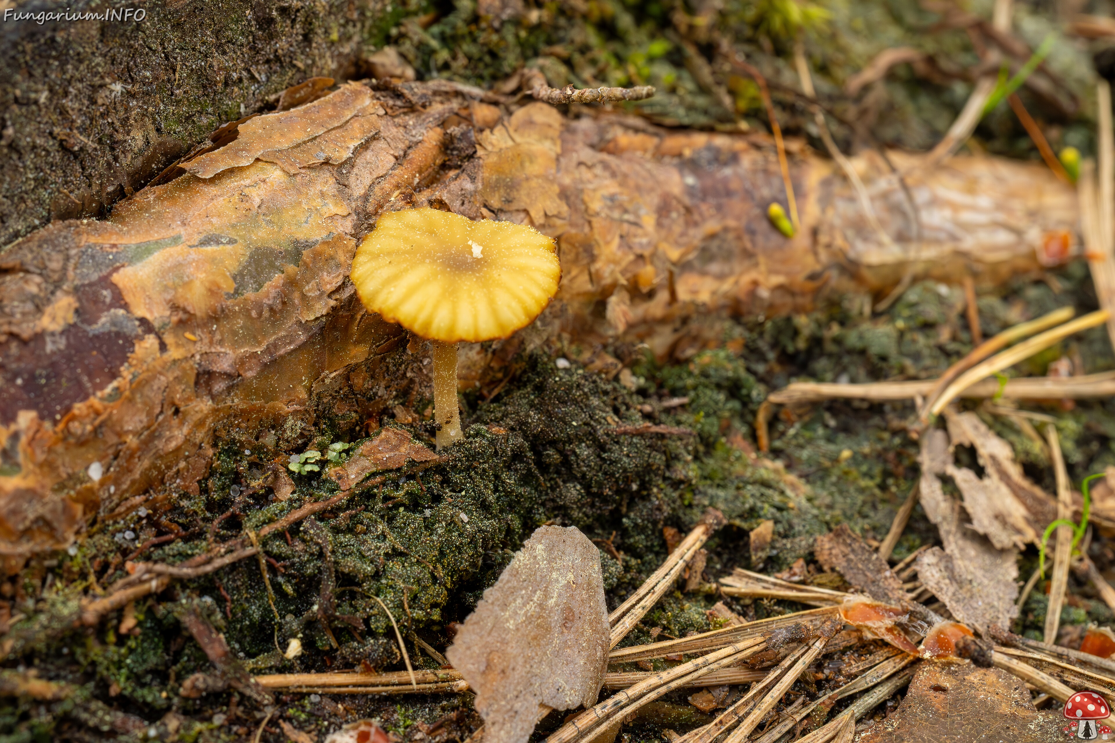 Lichenomphalia umbellifera _2025-06-07_1-2 