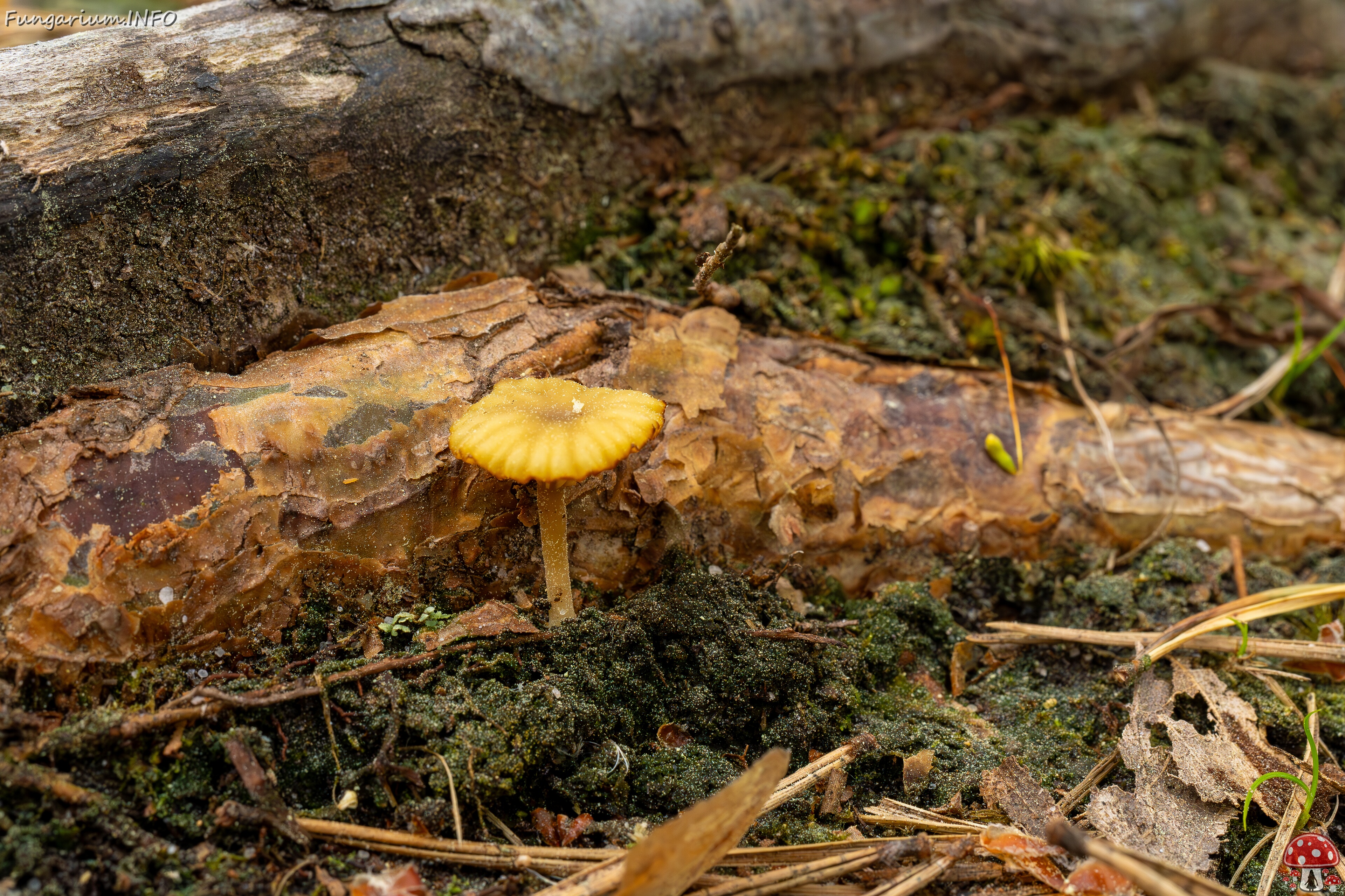 Lichenomphalia umbellifera _2025-06-07_1-3 