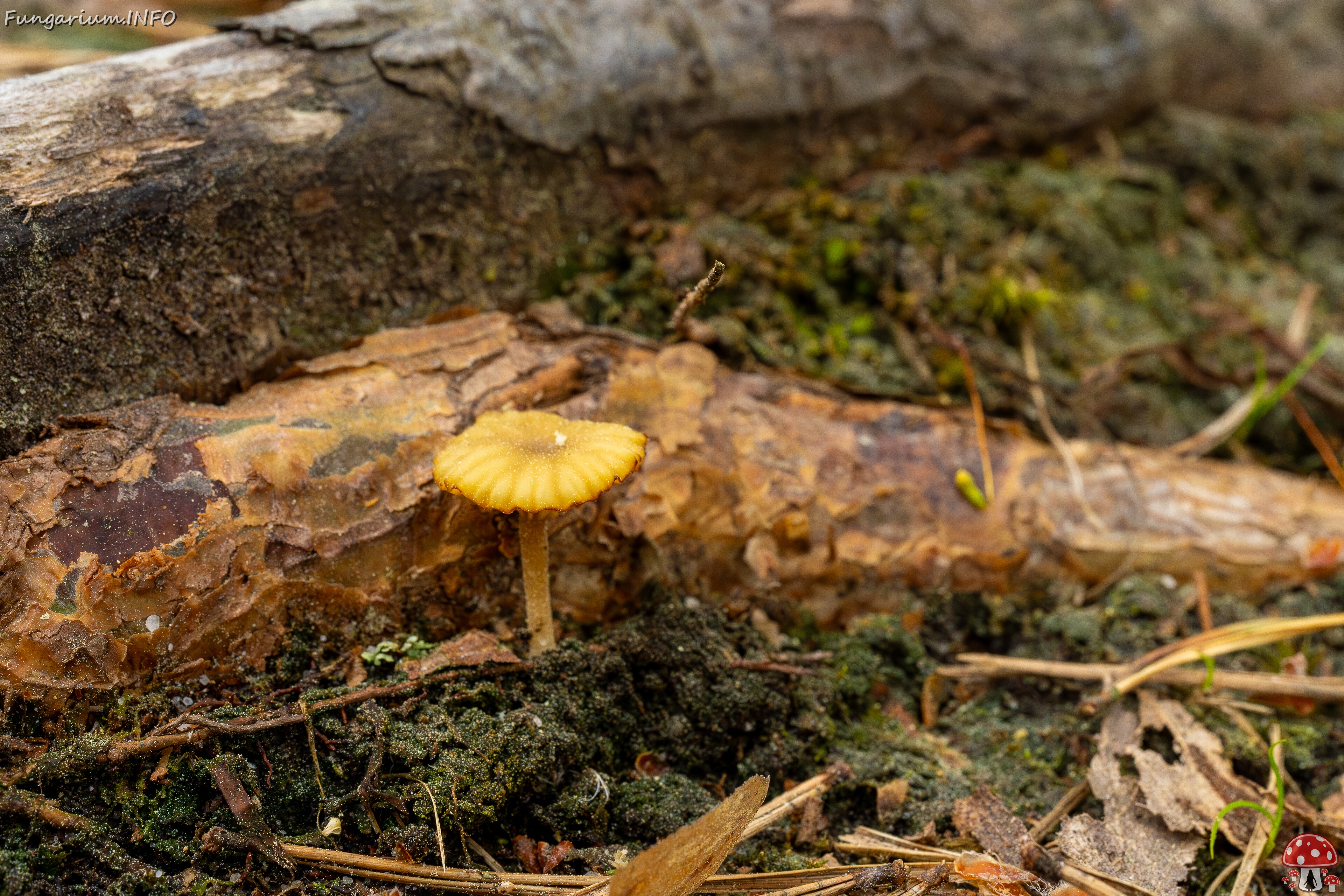 Lichenomphalia umbellifera _2025-06-07_1-4 