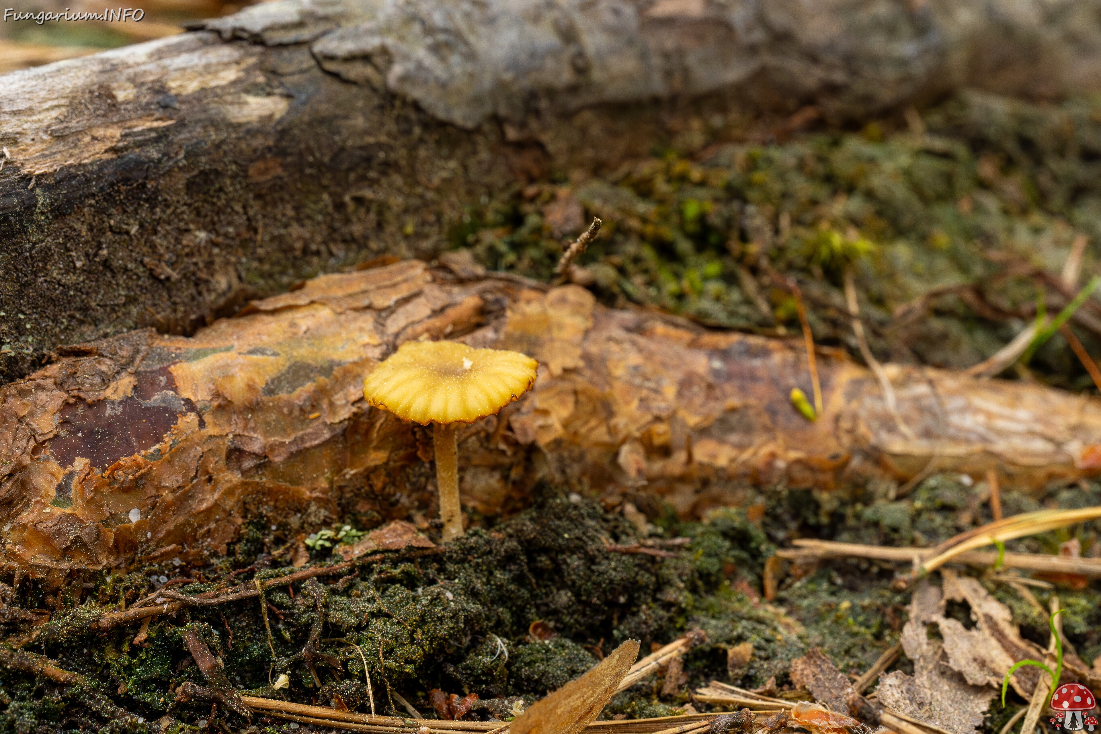 Lichenomphalia umbellifera _2025-06-07_1-5 