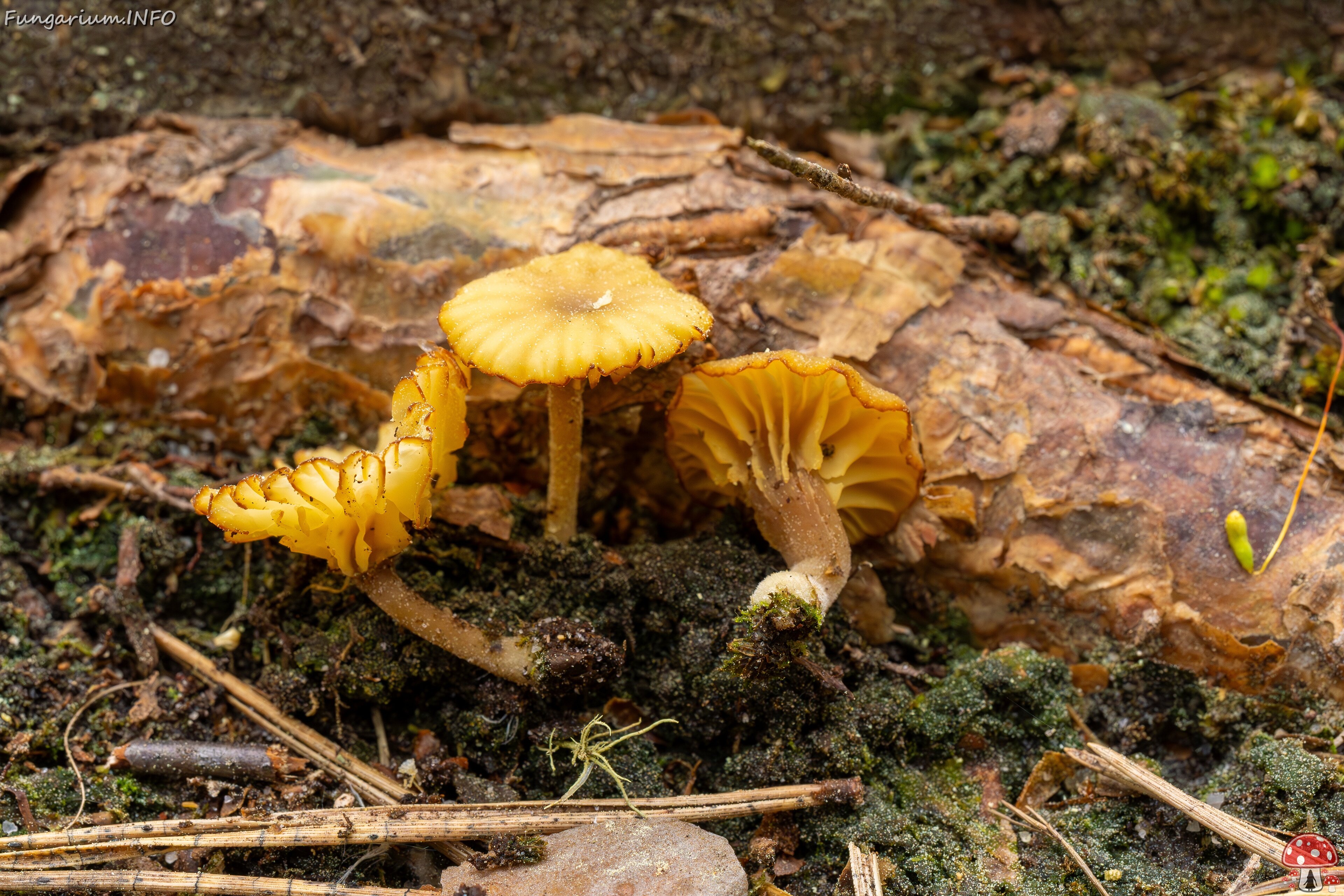 Lichenomphalia umbellifera _2025-06-07_1-6 