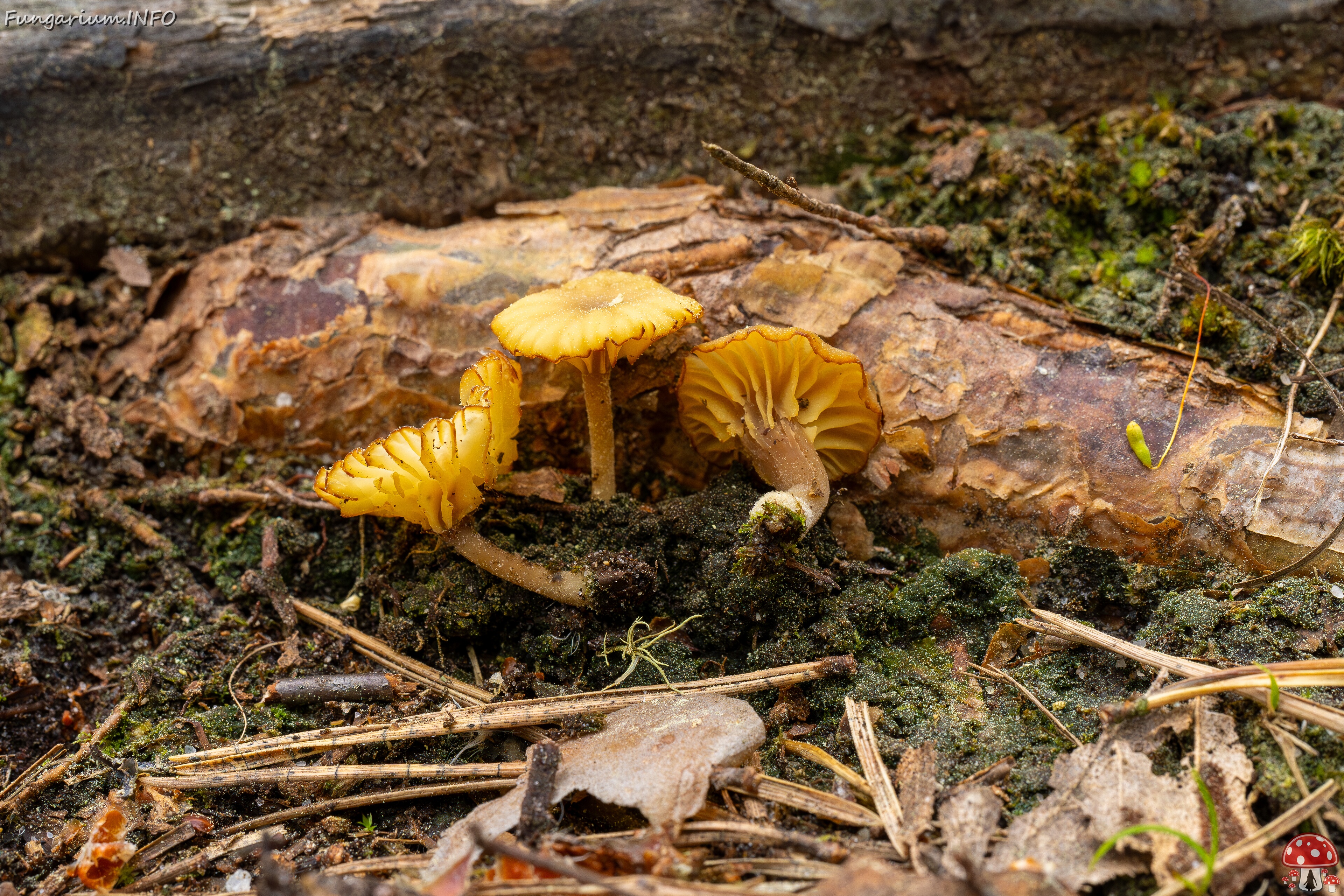 Lichenomphalia umbellifera _2025-06-07_1-7 