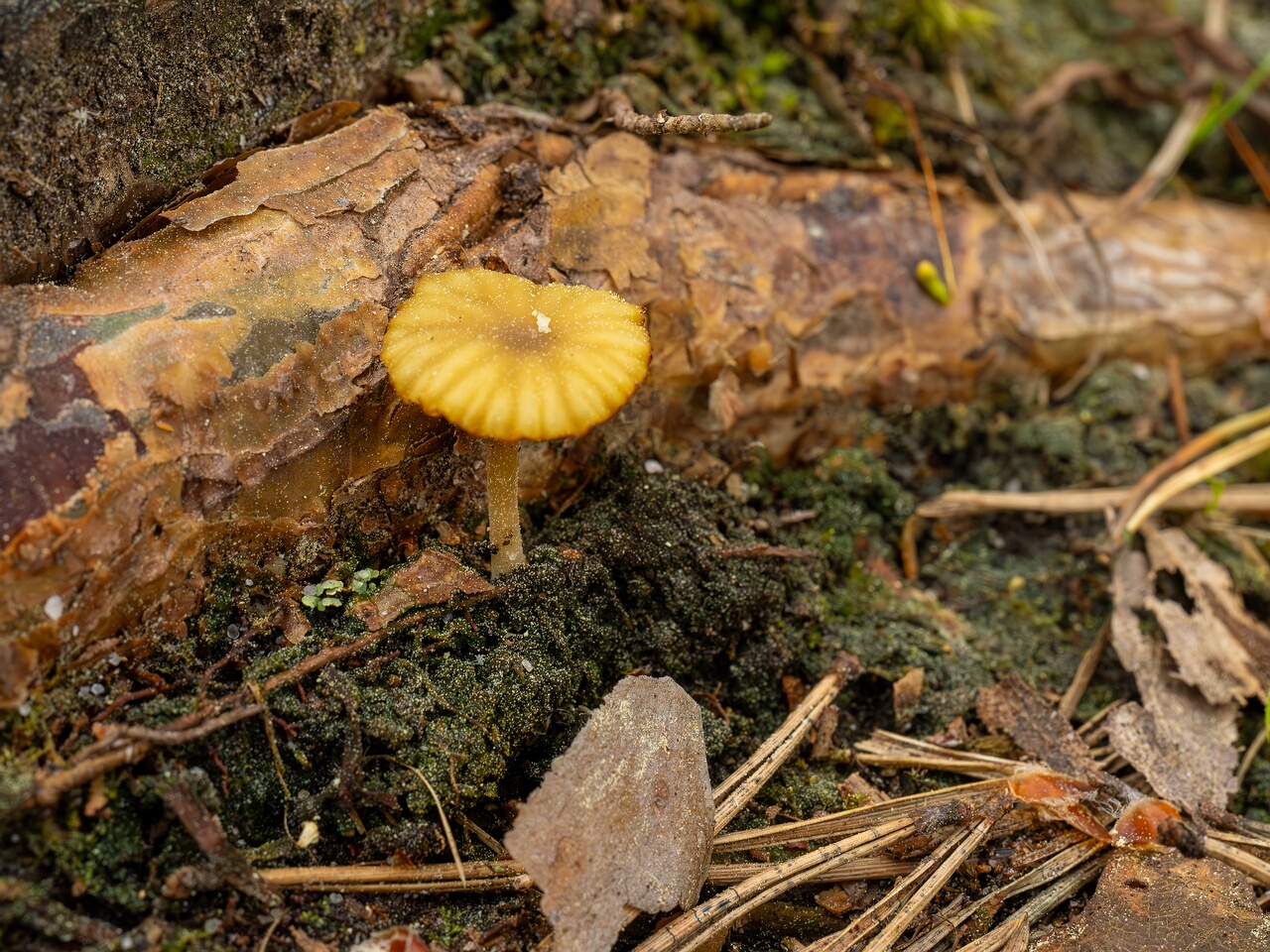 Lichenomphalia umbellifera _2025-06-07_1-1