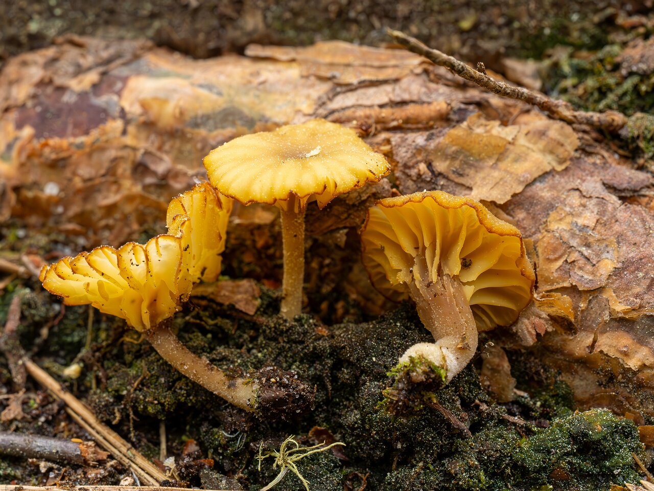 Lichenomphalia umbellifera _2025-06-07_1-11
