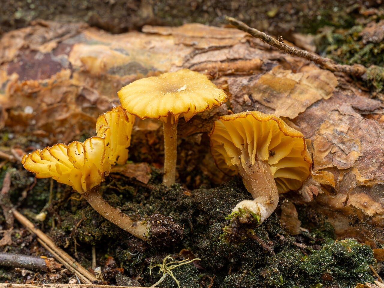 Lichenomphalia umbellifera _2025-06-07_1-12