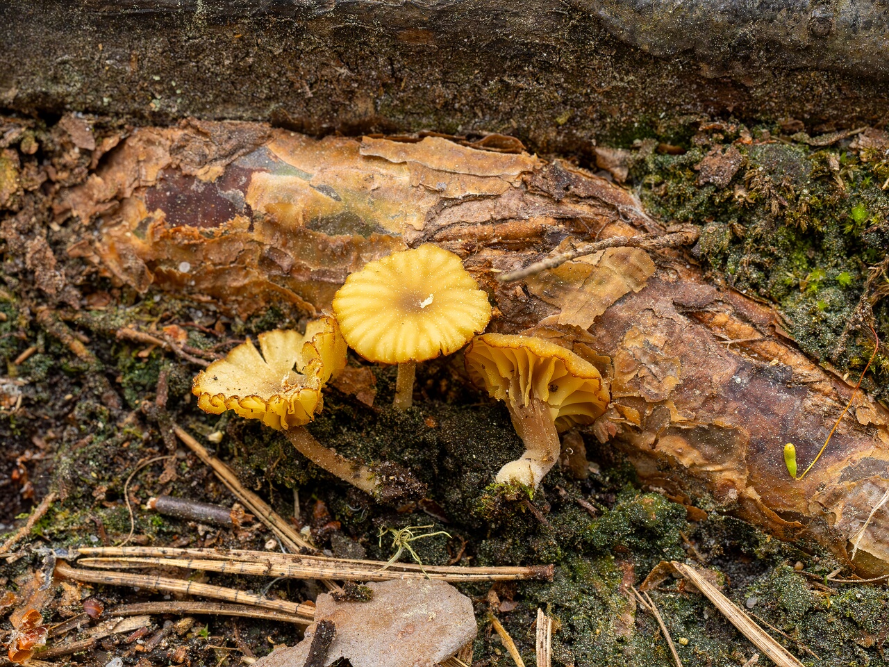 Lichenomphalia umbellifera _2025-06-07_1-13