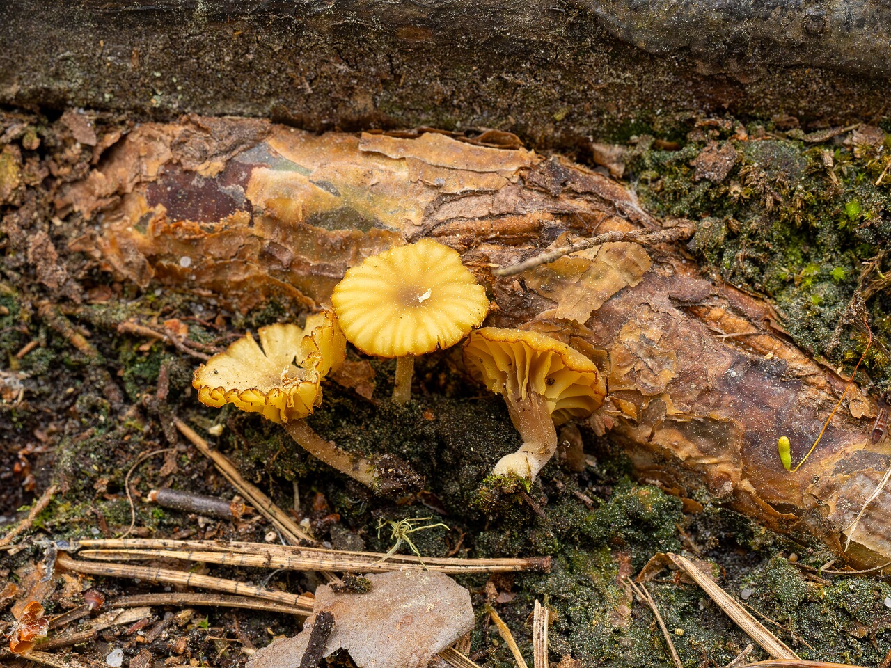 Lichenomphalia umbellifera _2025-06-07_1-14