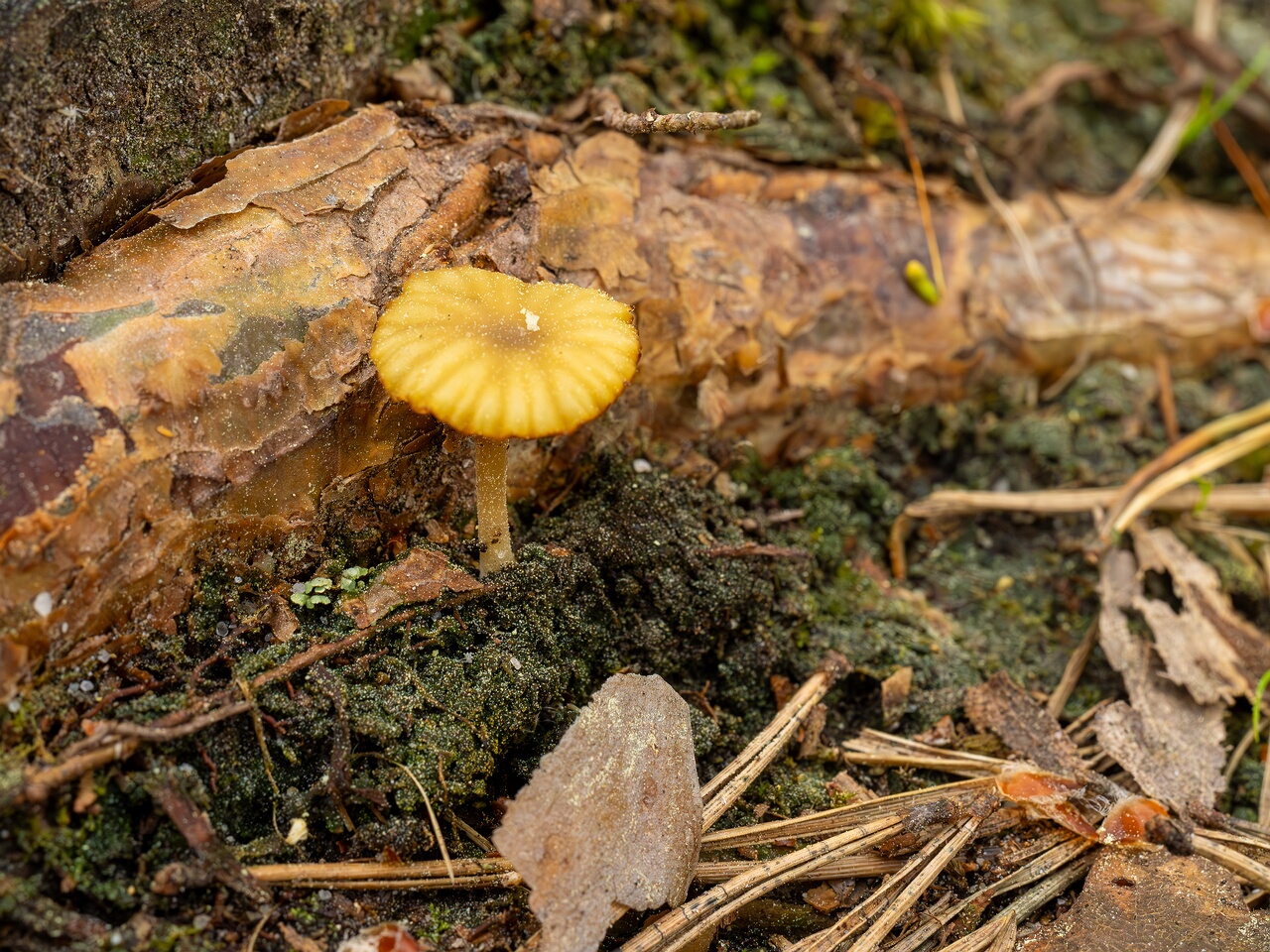 Lichenomphalia umbellifera _2025-06-07_1-2