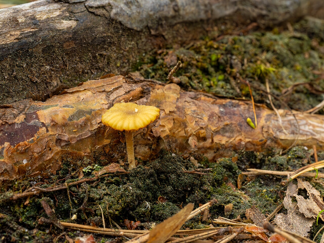 Lichenomphalia umbellifera _2025-06-07_1-3