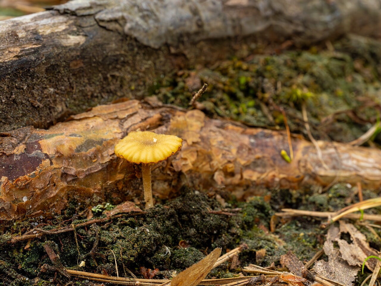 Lichenomphalia umbellifera _2025-06-07_1-4