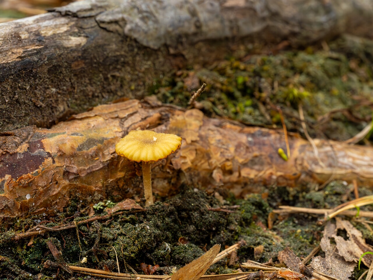 Lichenomphalia umbellifera _2025-06-07_1-5