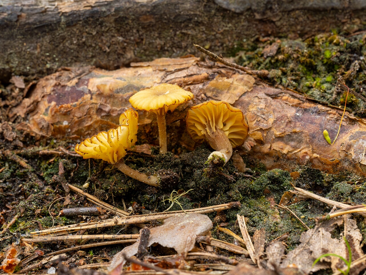 Lichenomphalia umbellifera _2025-06-07_1-8