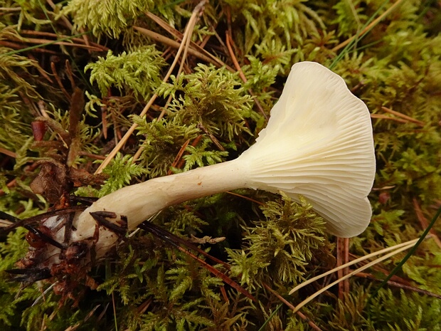 Ampulloclitocybe clavipes - Ампуллоговорушка булавоногая - Club-footed Clitocybe - Keulenfuß-Trichterling Ampulloclitocybe clavipes, commonly known as the Club-footed Clitocybe or Keulenfuß-Trichterling, is a medium-sized...