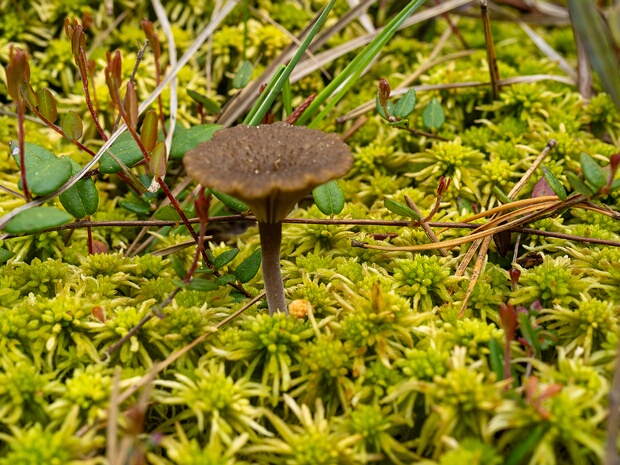 Аррения Джерарда - Arrhenia gerardiana