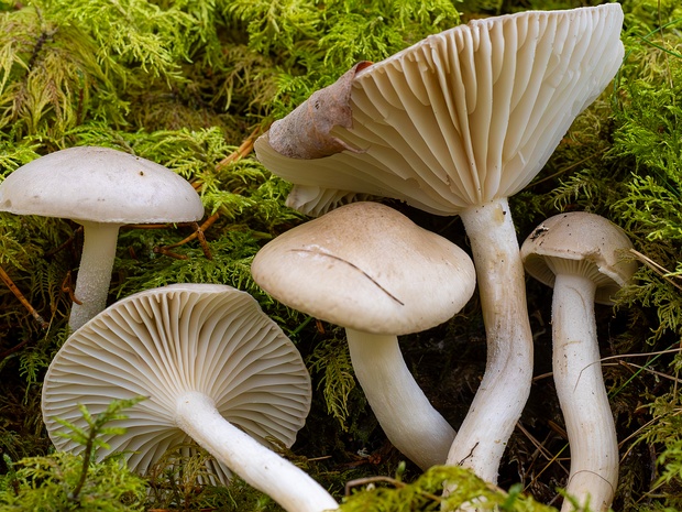 Hygrophorus agathosmus - Гигрофор благоуханный - Gray Almond Waxy Cap - Duftender Schneckling Hygrophorus agathosmus, also known as the Gray Almond Waxy Cap or Duftender Schneckling, is a small to medium-sized...