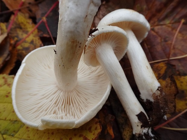 Hygrophorus eburneus - Гигрофор желтовато-белый - Ivory Waxy Cap - Elfenbein-Schneckling Hygrophorus eburneus, commonly known as the Ivory Waxy Cap or Elfenbein-Schneckling, is a small to medium-sized...