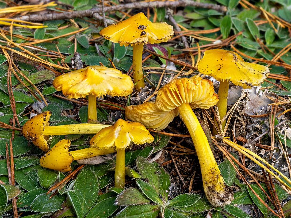 Гигроцибе остроконическая - Hygrocybe acutoconica
