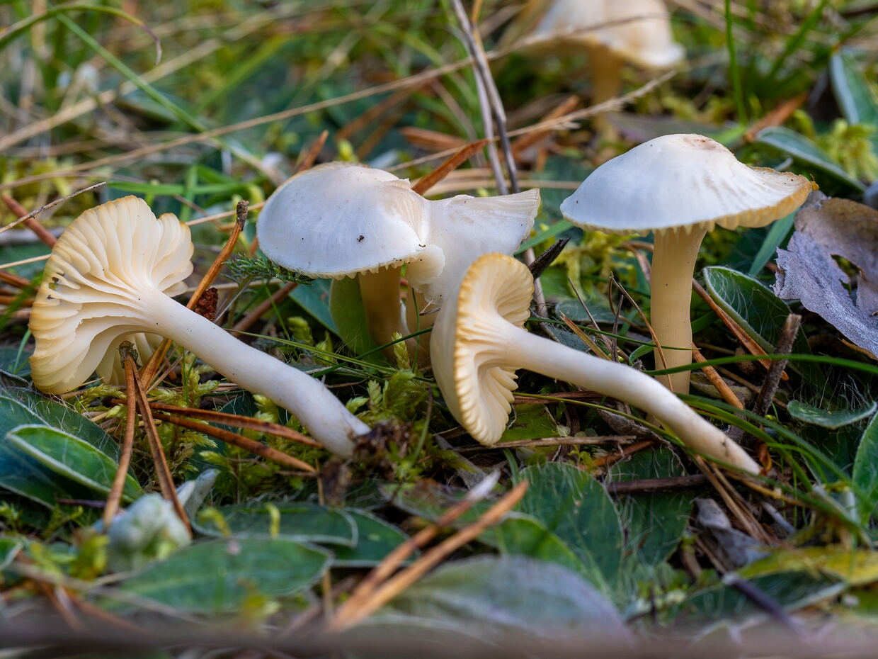 🇬🇧 snowy waxcap - 🇩🇪 Jungfern-Ellerling - 🇪🇪 Niit-võlvnutt - 🇷🇺 Куфофил снежно-белый 🆔 Cuphophyllus virgineus (Wulfen) Kovalenko ℹ️ Hymenium: Gills, decurrent, waxy in texture; whitish to pale, sometimes...