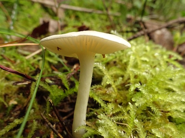 Cuphophyllus virgineus - Куфофиллус девичий - Snowy Waxcap - Weißer Saftling Cuphophyllus virgineus, commonly known as the Snowy Waxcap or Weißer Saftling, is a small to medium-sized basidiomycete...