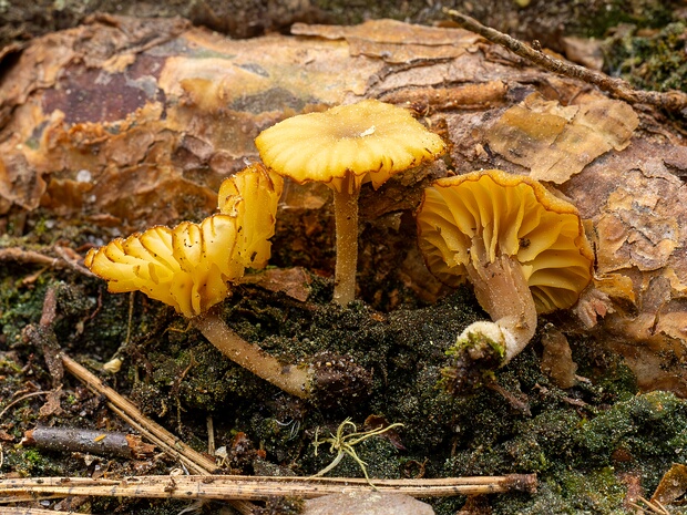 Лихеномфалия зонтичная - Lichenomphalia umbellifera