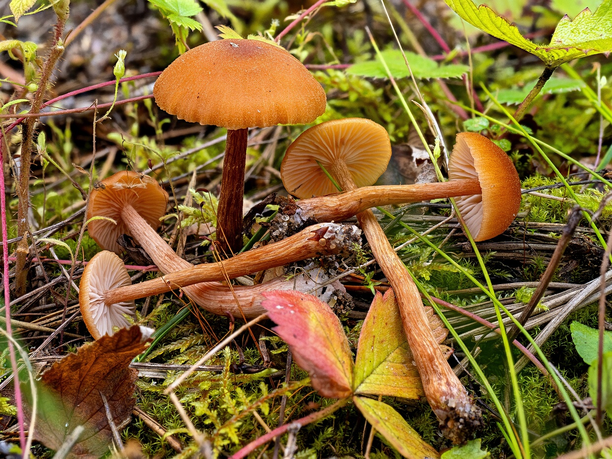 Лаковица лаковая - Laccaria laccata