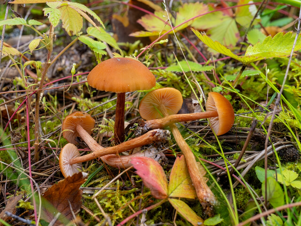 Laccaria laccata _2026-08-28_2-4
