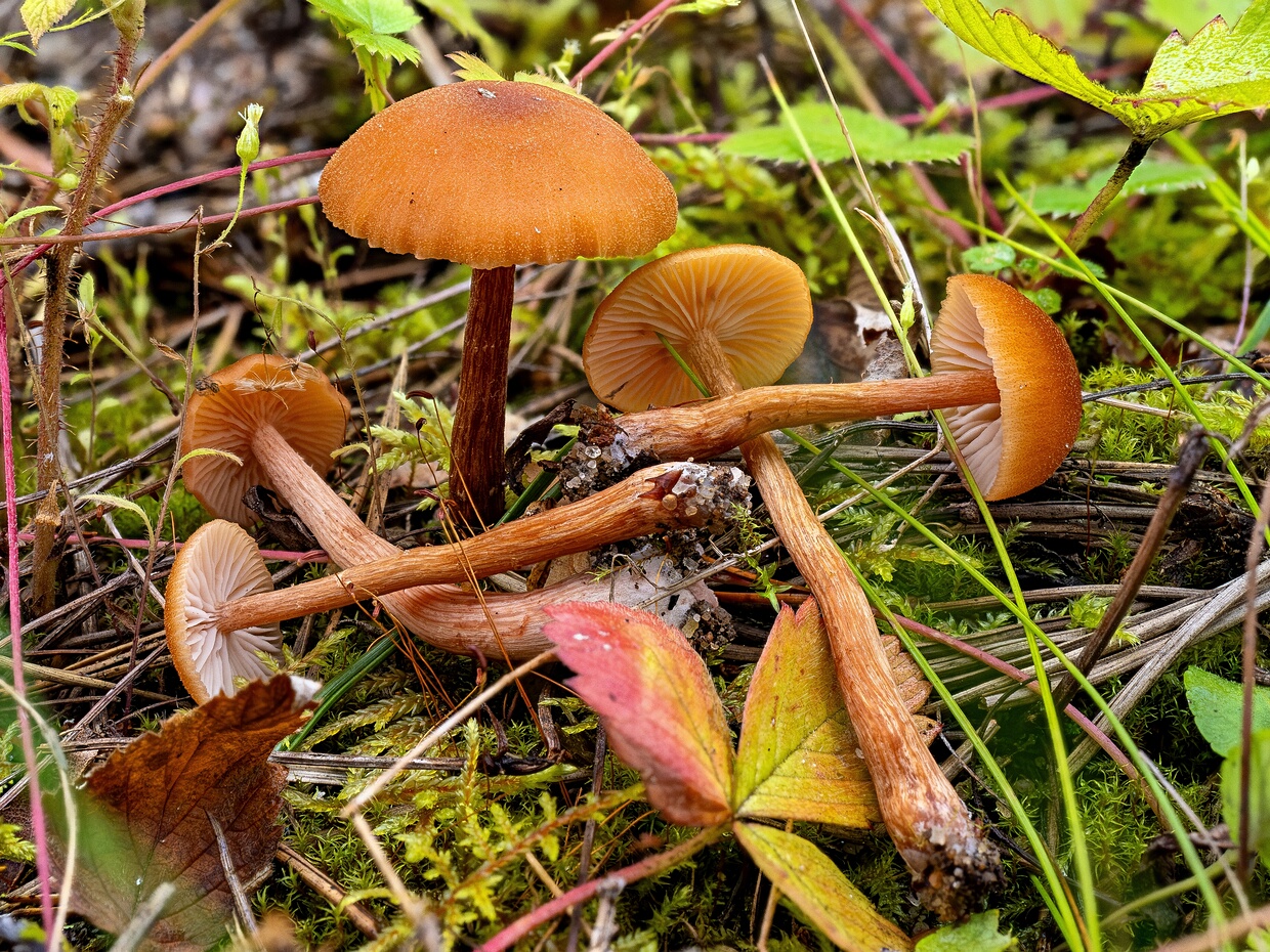 Лаковица лаковая - Laccaria laccata