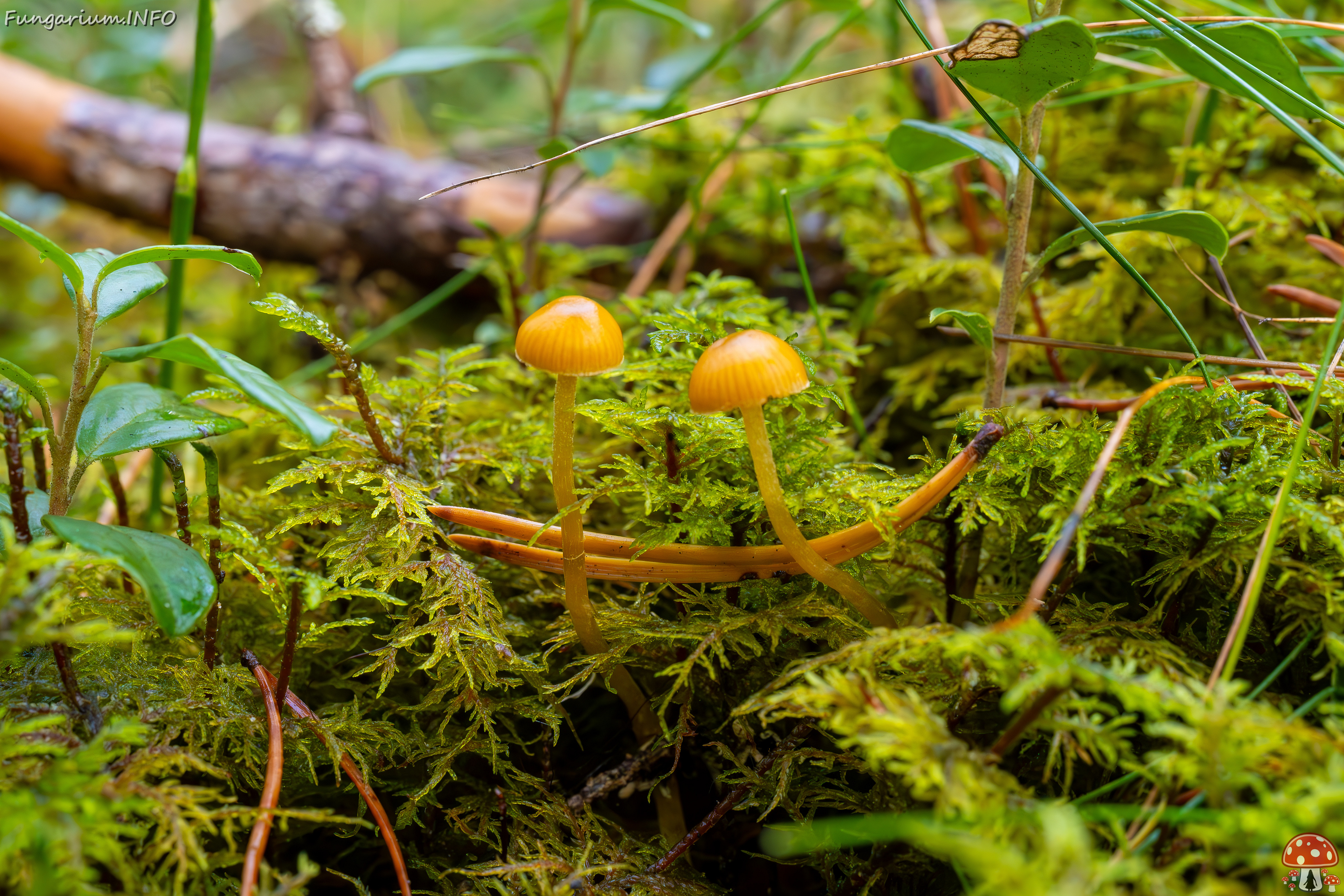 galerina-calyptrata_2024-10-19_1-1 