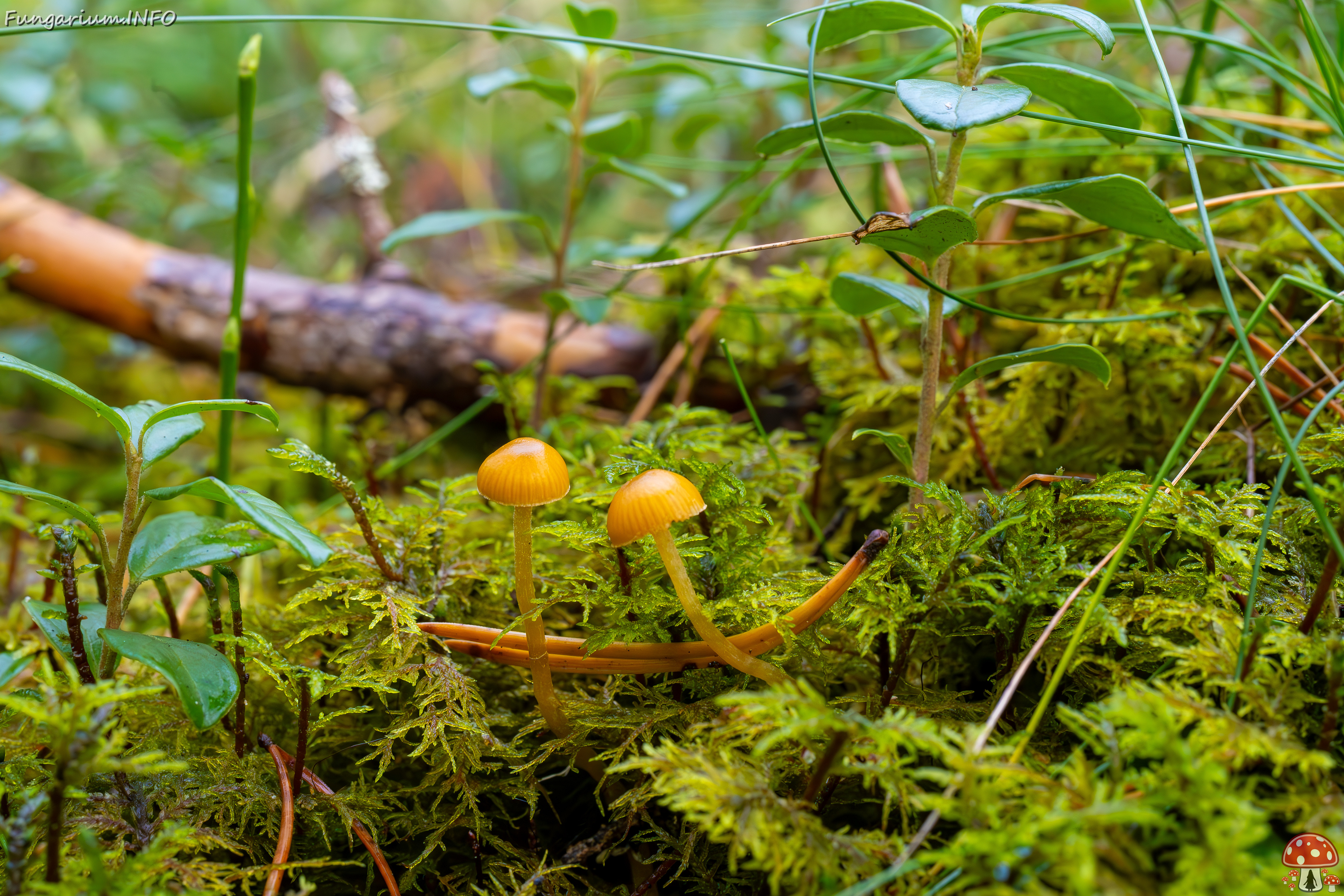 galerina-calyptrata_2024-10-19_1-10 