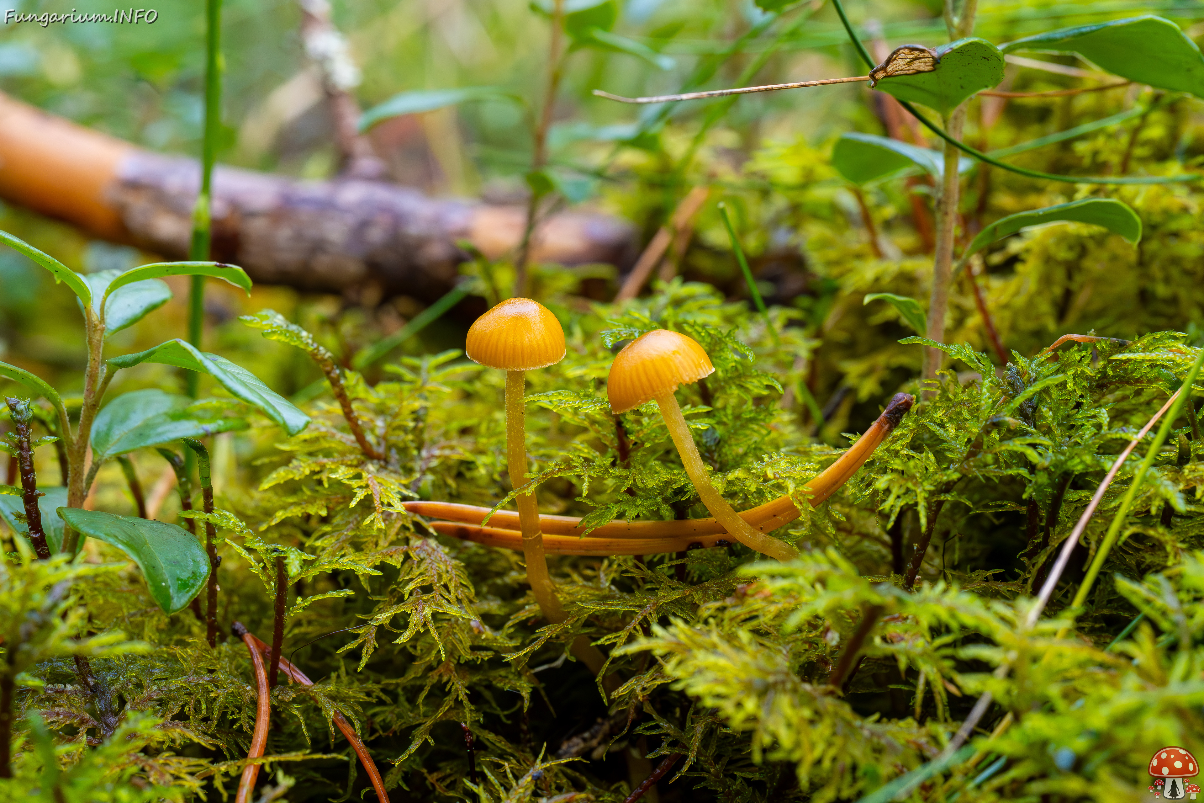 galerina-calyptrata_2024-10-19_1-11 