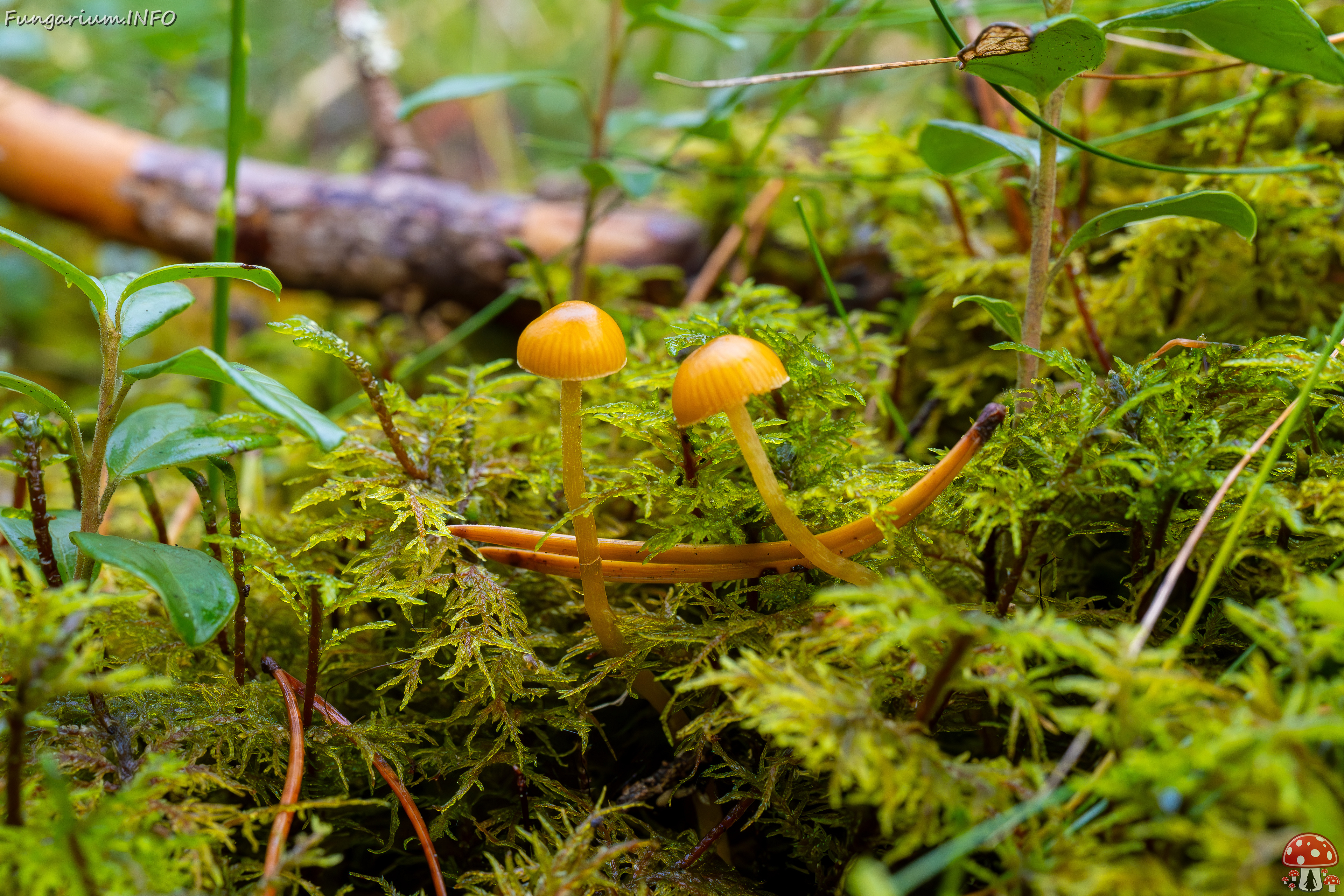 galerina-calyptrata_2024-10-19_1-13 