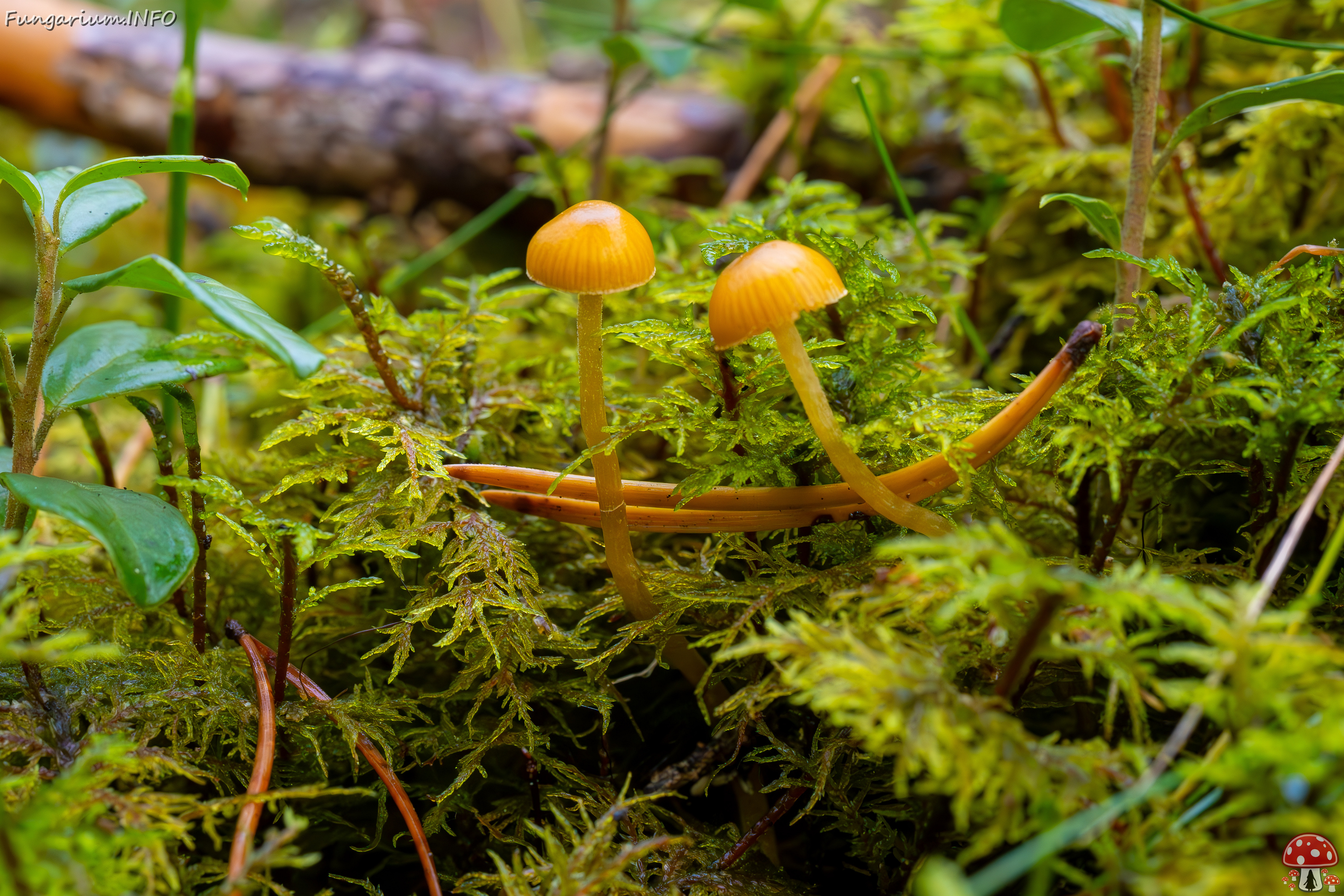 galerina-calyptrata_2024-10-19_1-14 