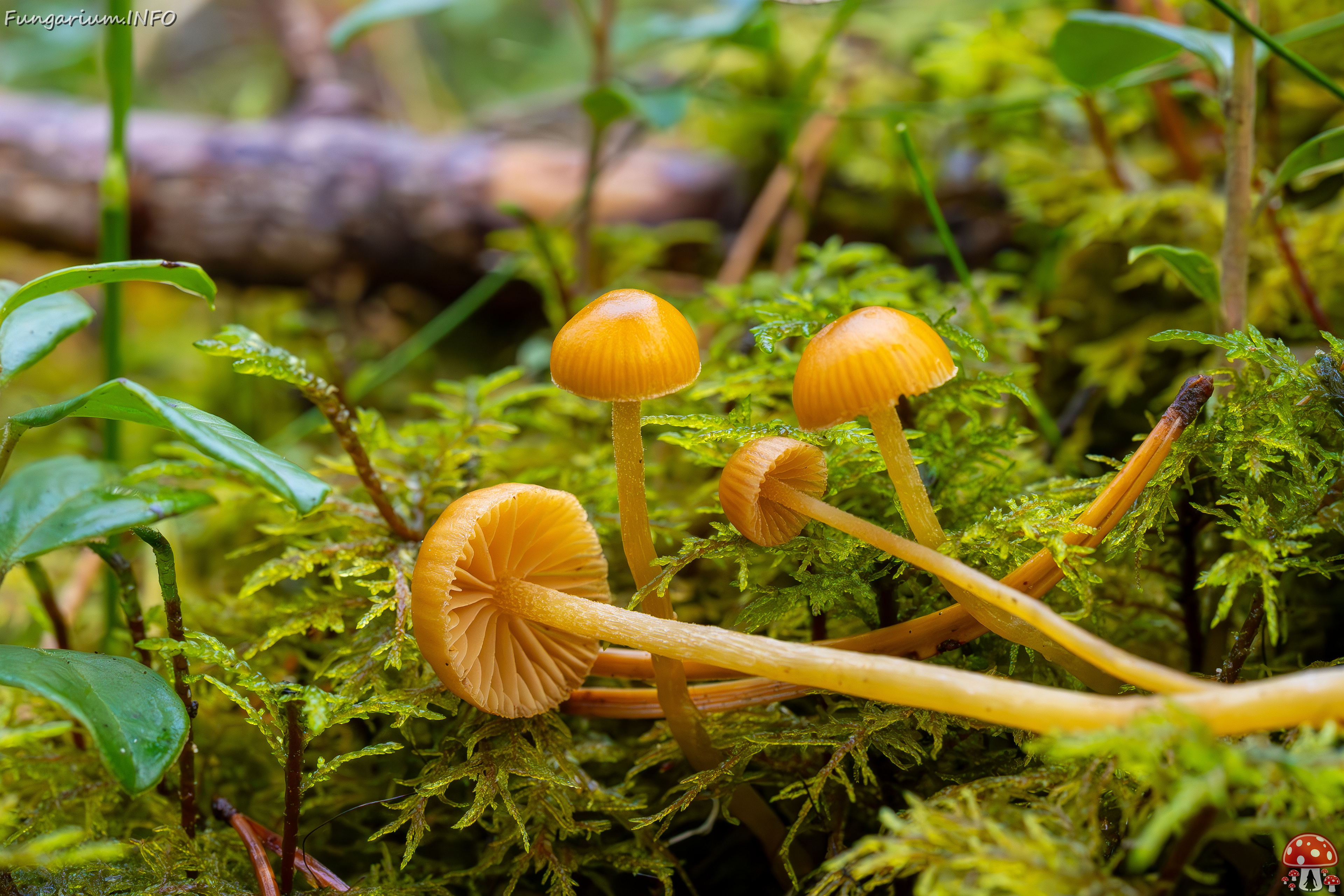 galerina-calyptrata_2024-10-19_1-16 