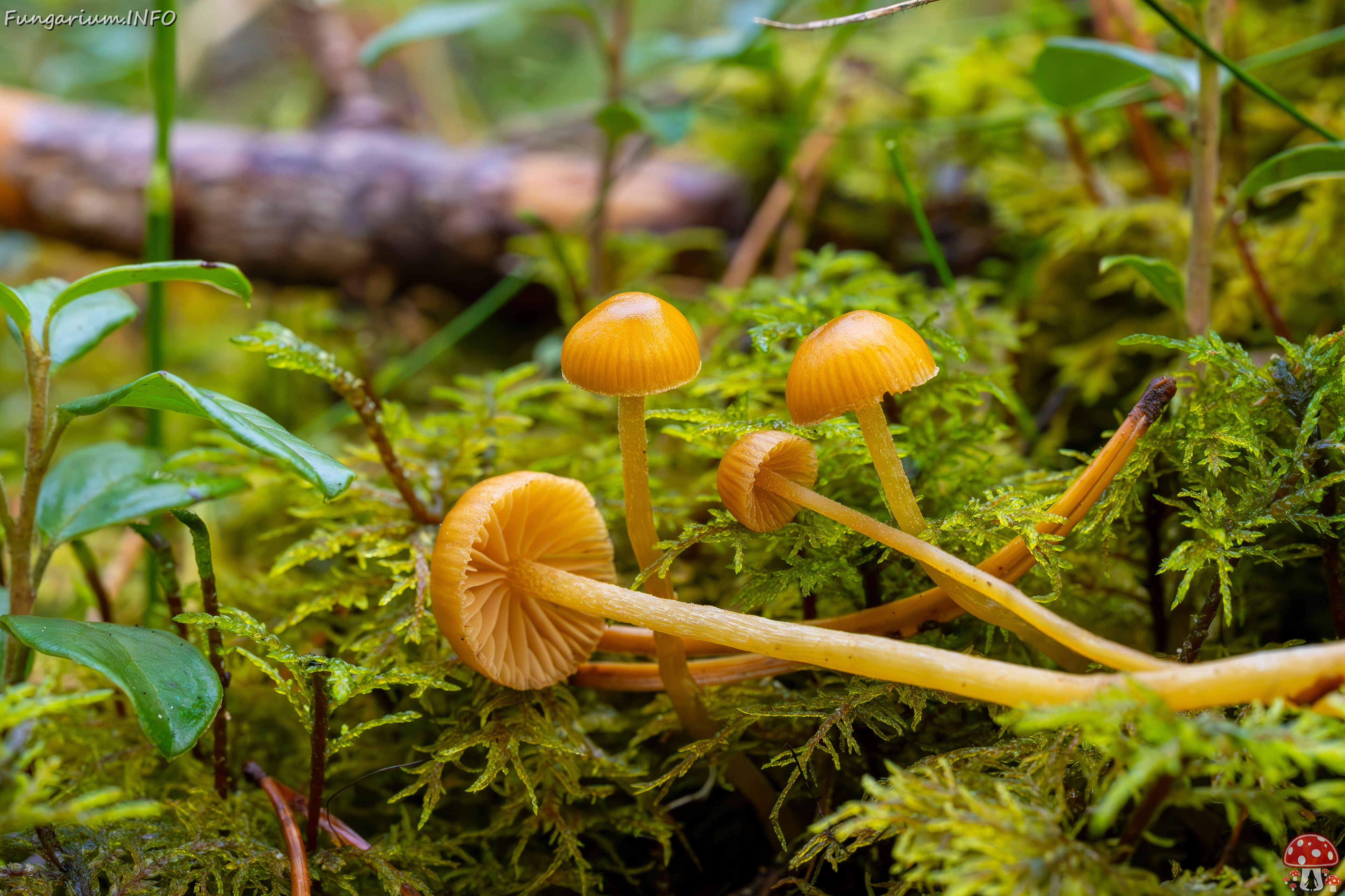 galerina-calyptrata_2024-10-19_1-17 