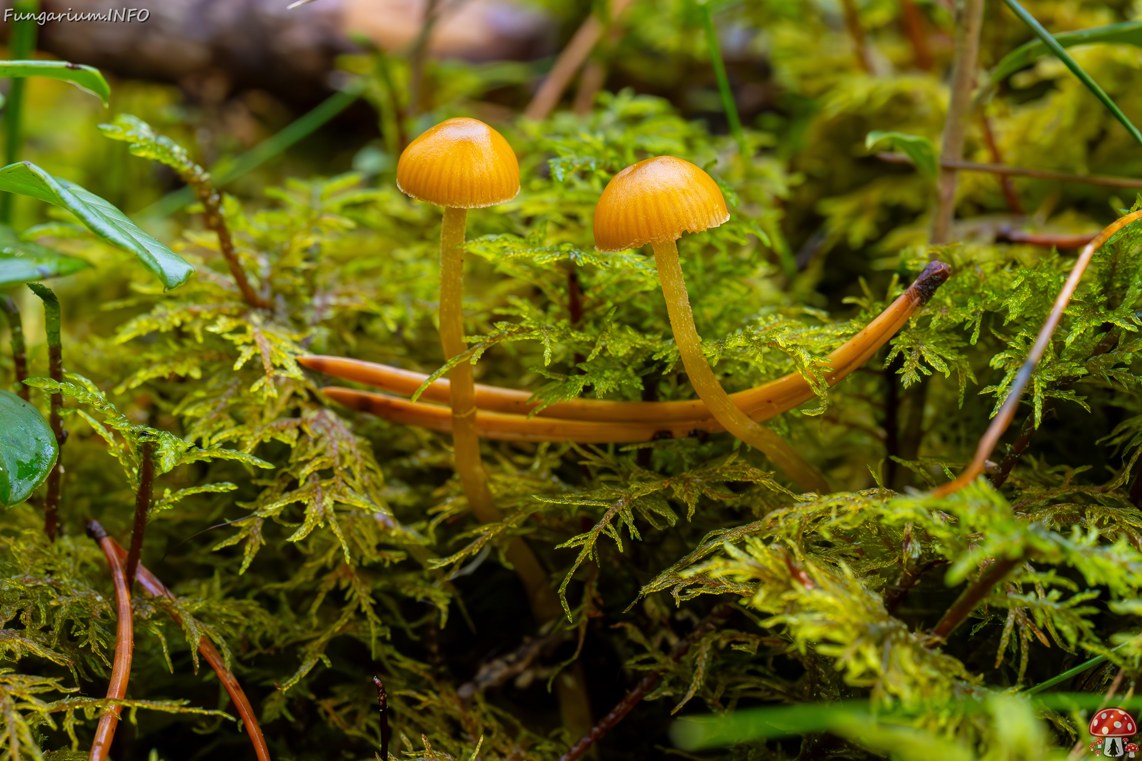 galerina-calyptrata_2024-10-19_1-2 