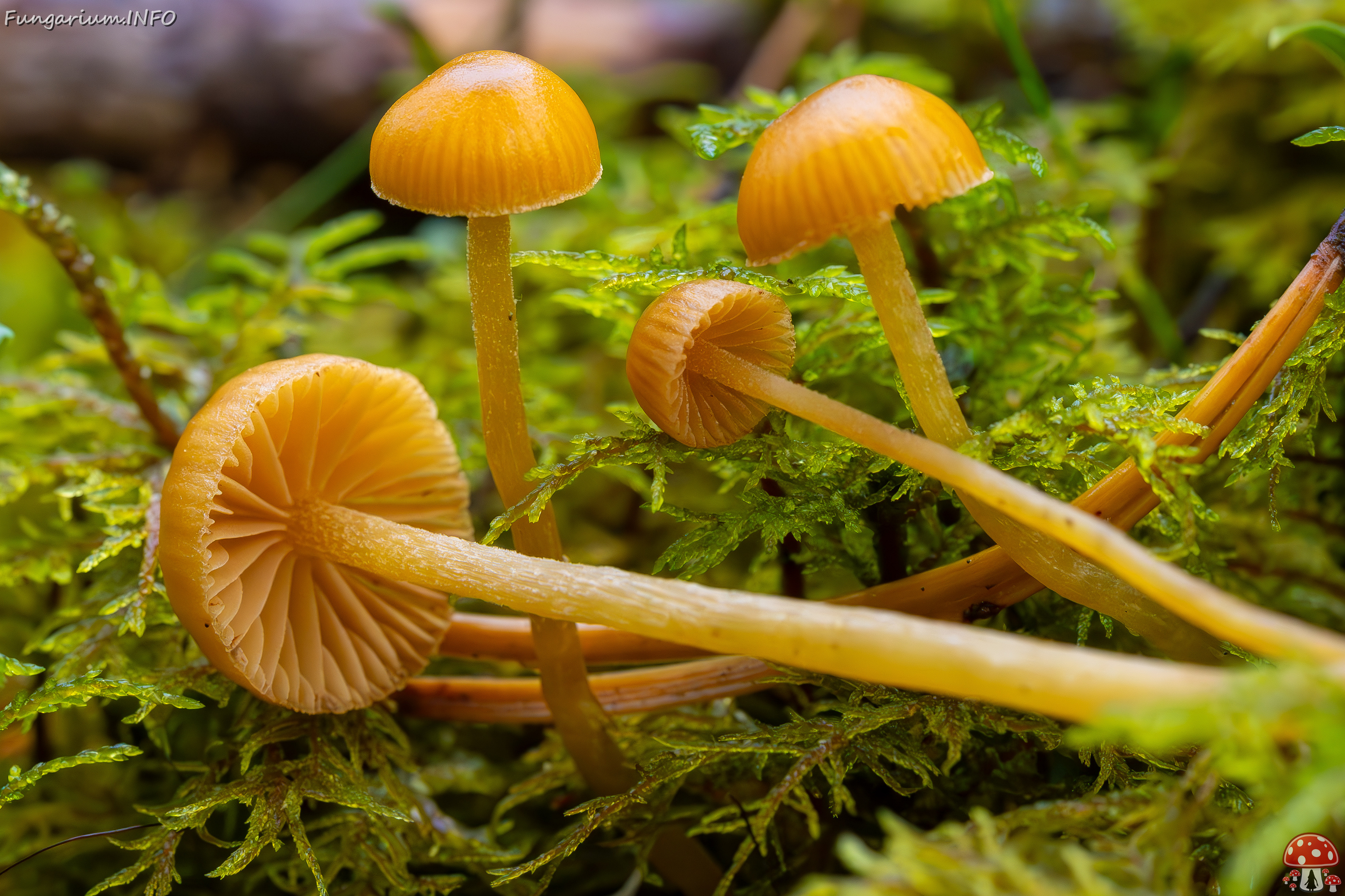 galerina-calyptrata_2024-10-19_1-20 