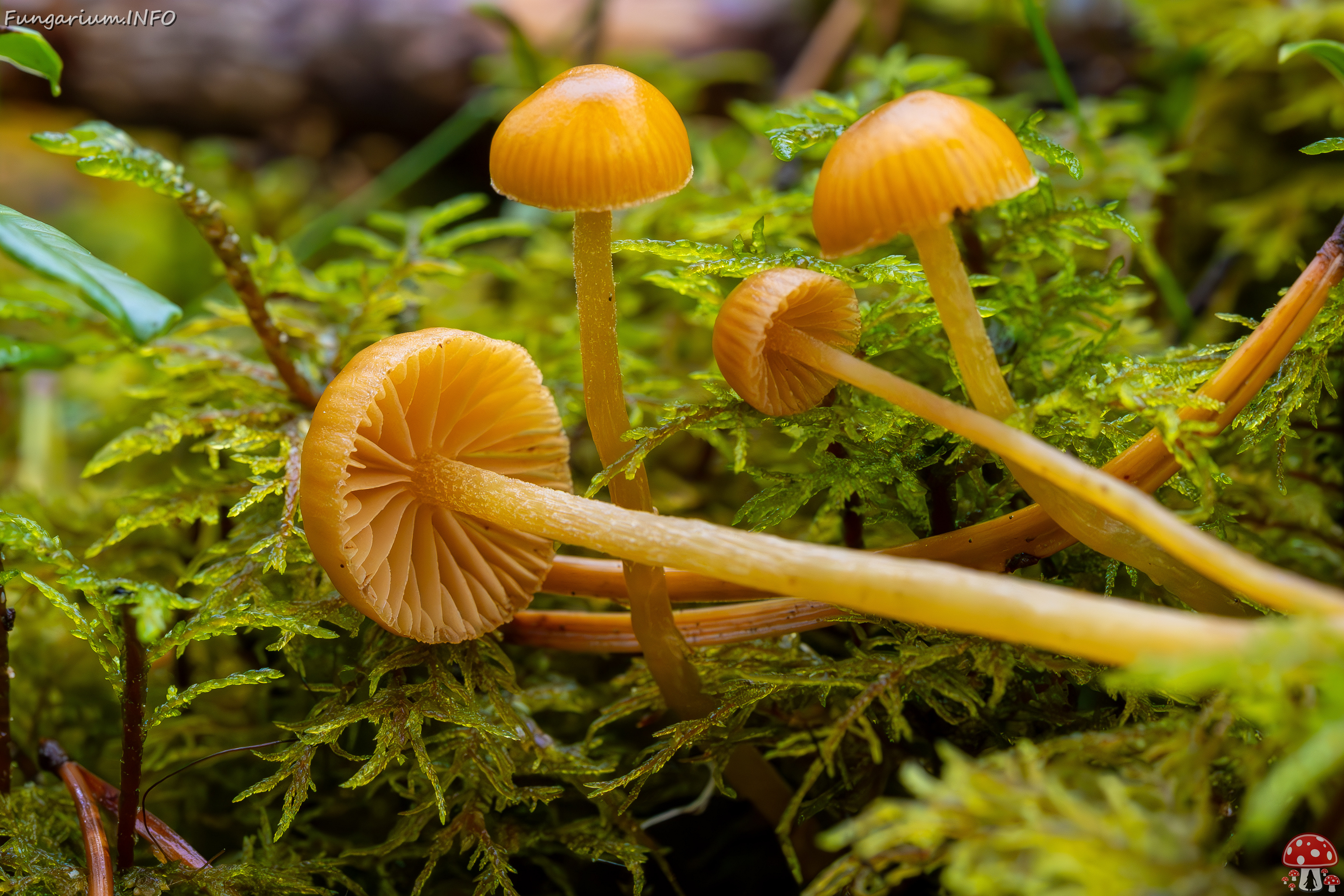 galerina-calyptrata_2024-10-19_1-21 